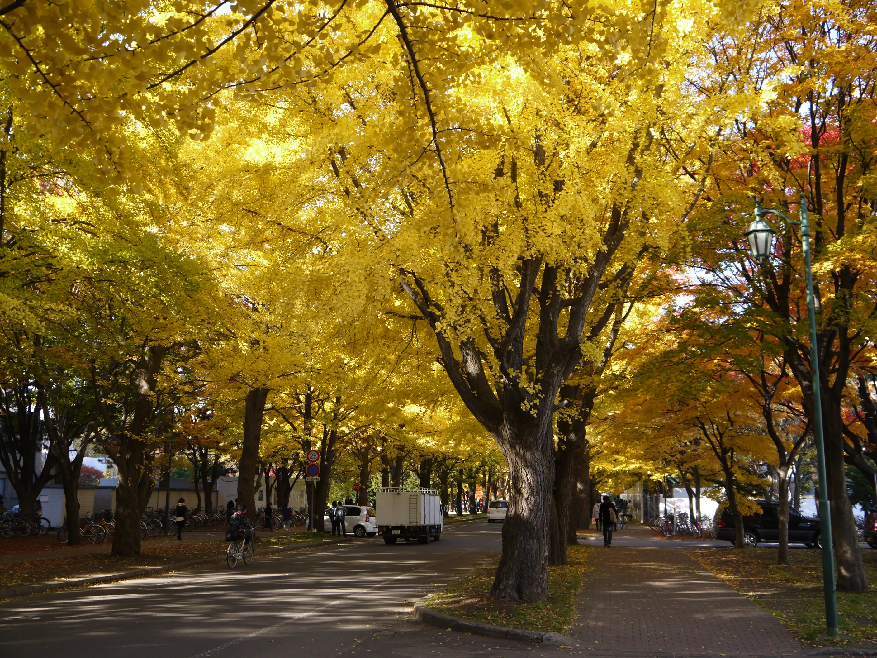 A tunnel of golden ginkgo trees in full autumn colour along an avenue at Hokkaido University