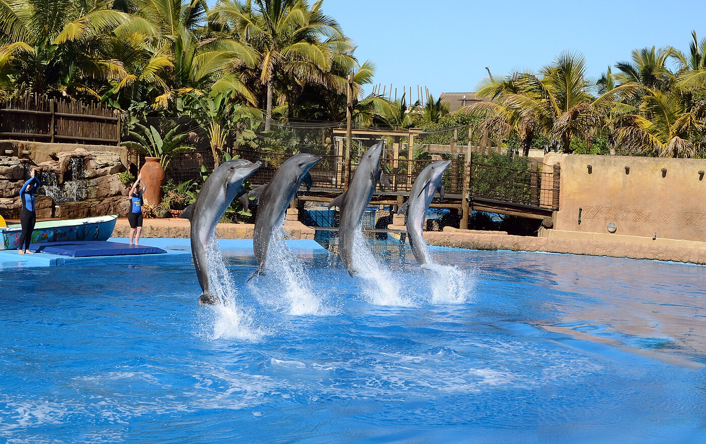 Dolphin show at uShaka Marine World in Durban