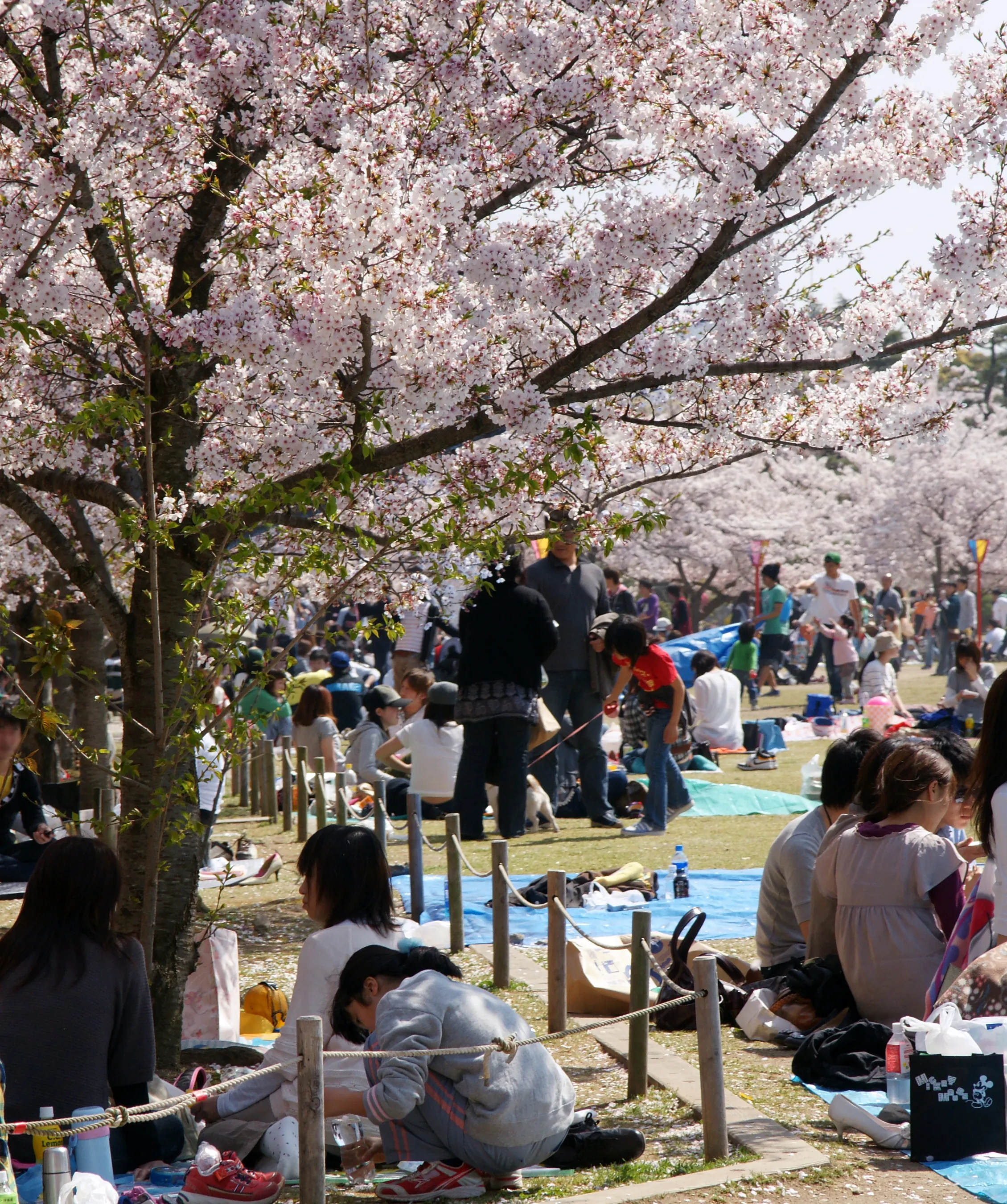 The white keep of Himeji Castle framed by pink cherry blossoms in spring