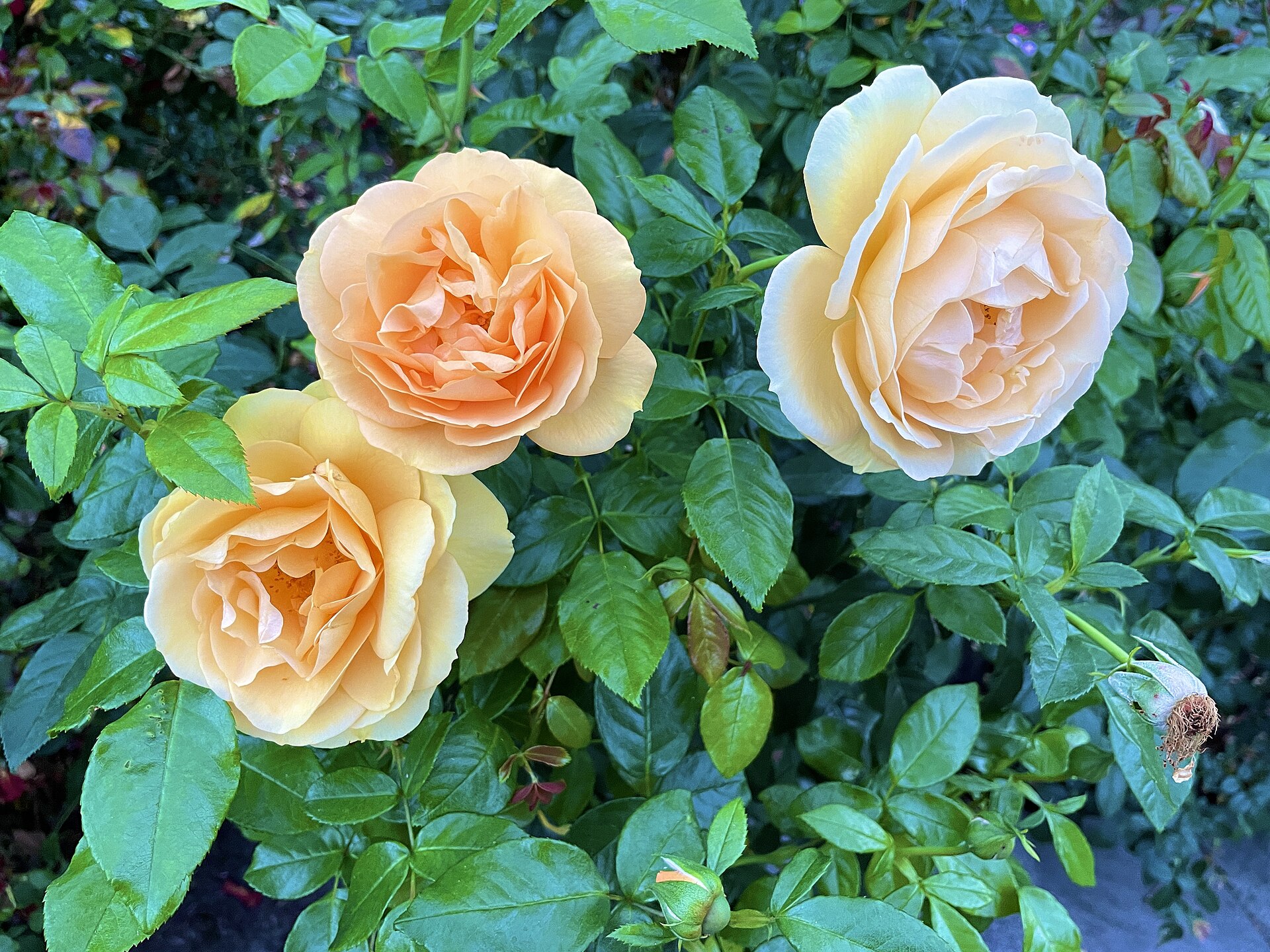 Roses in the Portland International Rose Test Garden at Washington Park