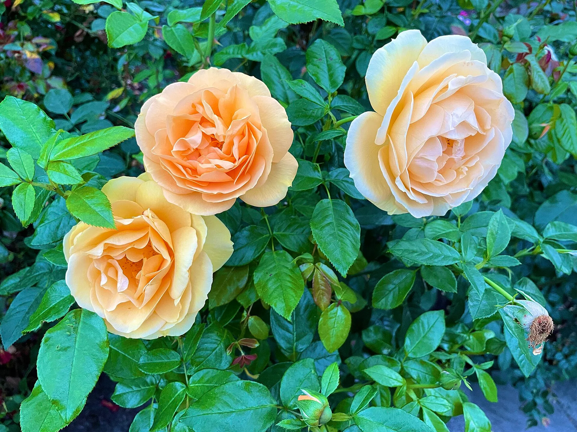 Roses in the Portland International Rose Test Garden at Washington Park