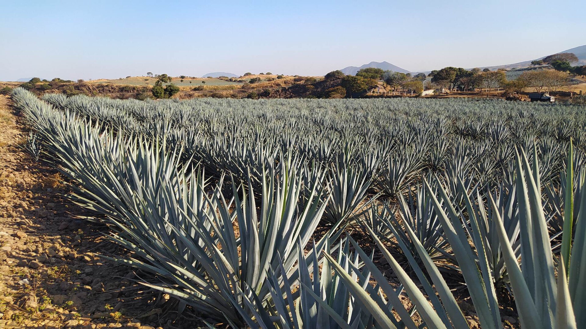Blue agave fields stretching across the landscape near the town of Tequila in Jalisco, Mexico