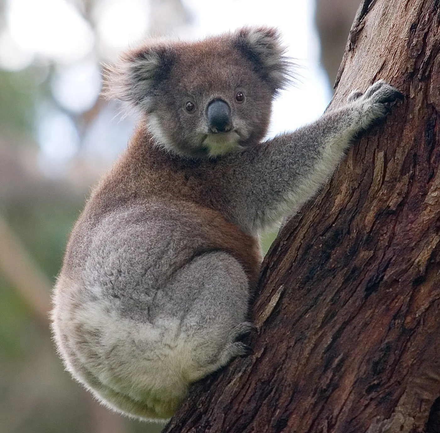 Koala climbing a eucalyptus tree at Lone Pine Koala Sanctuary near Brisbane, Australia