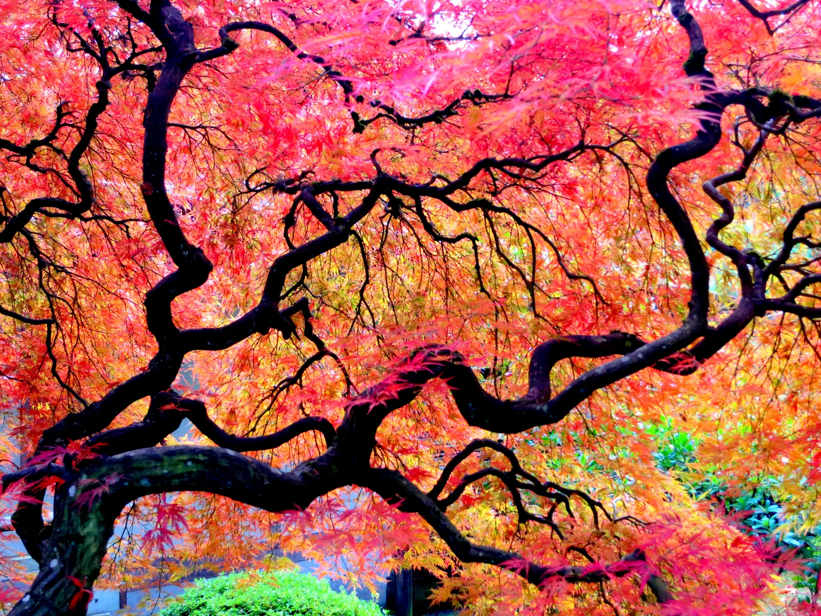 Twisting dark branches of a laceleaf Japanese maple filled with red and orange autumn foliage at the Portland Japanese Garden