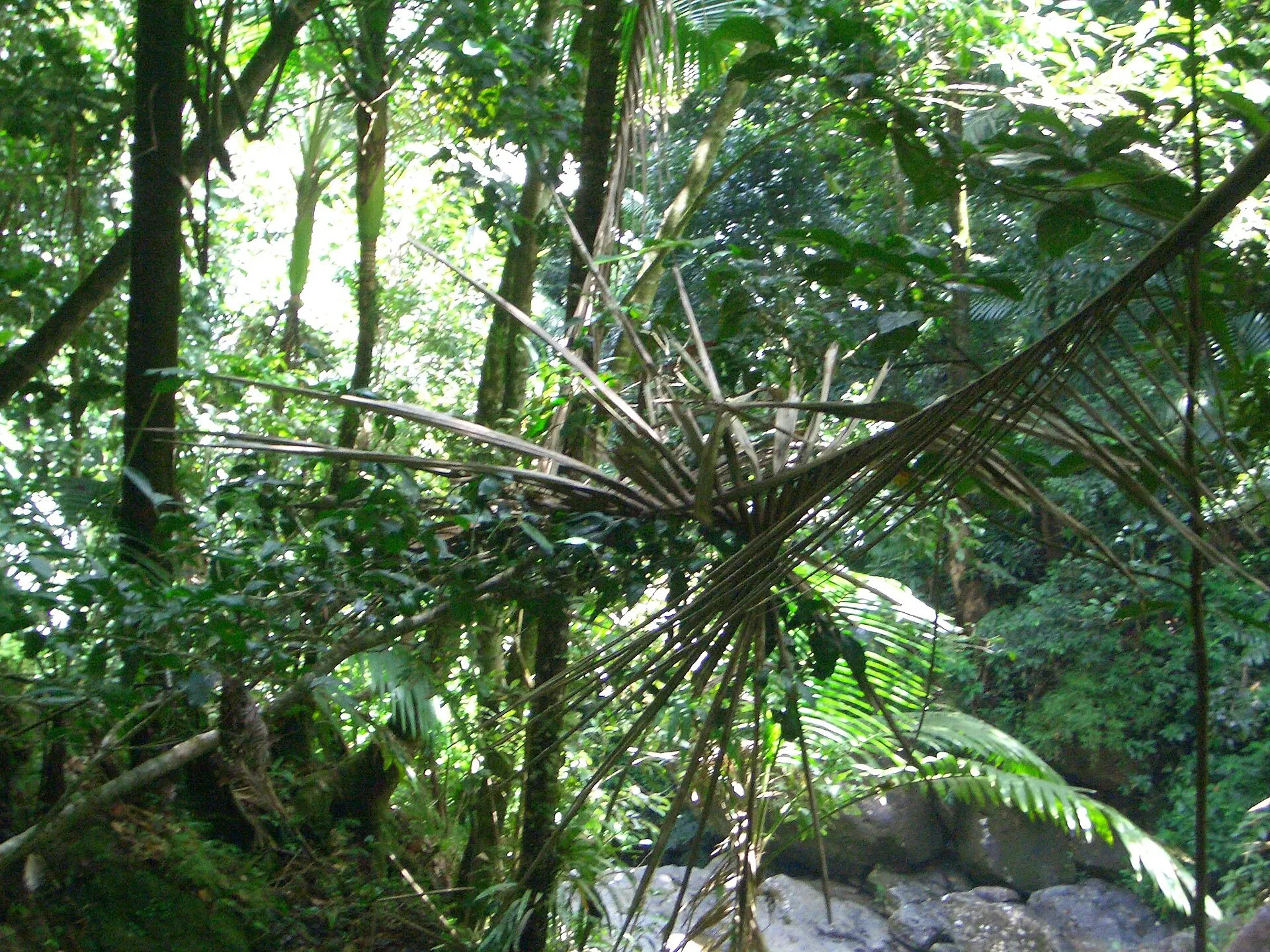 Lush tropical vegetation and tree ferns in El Yunque National Forest, Puerto Rico