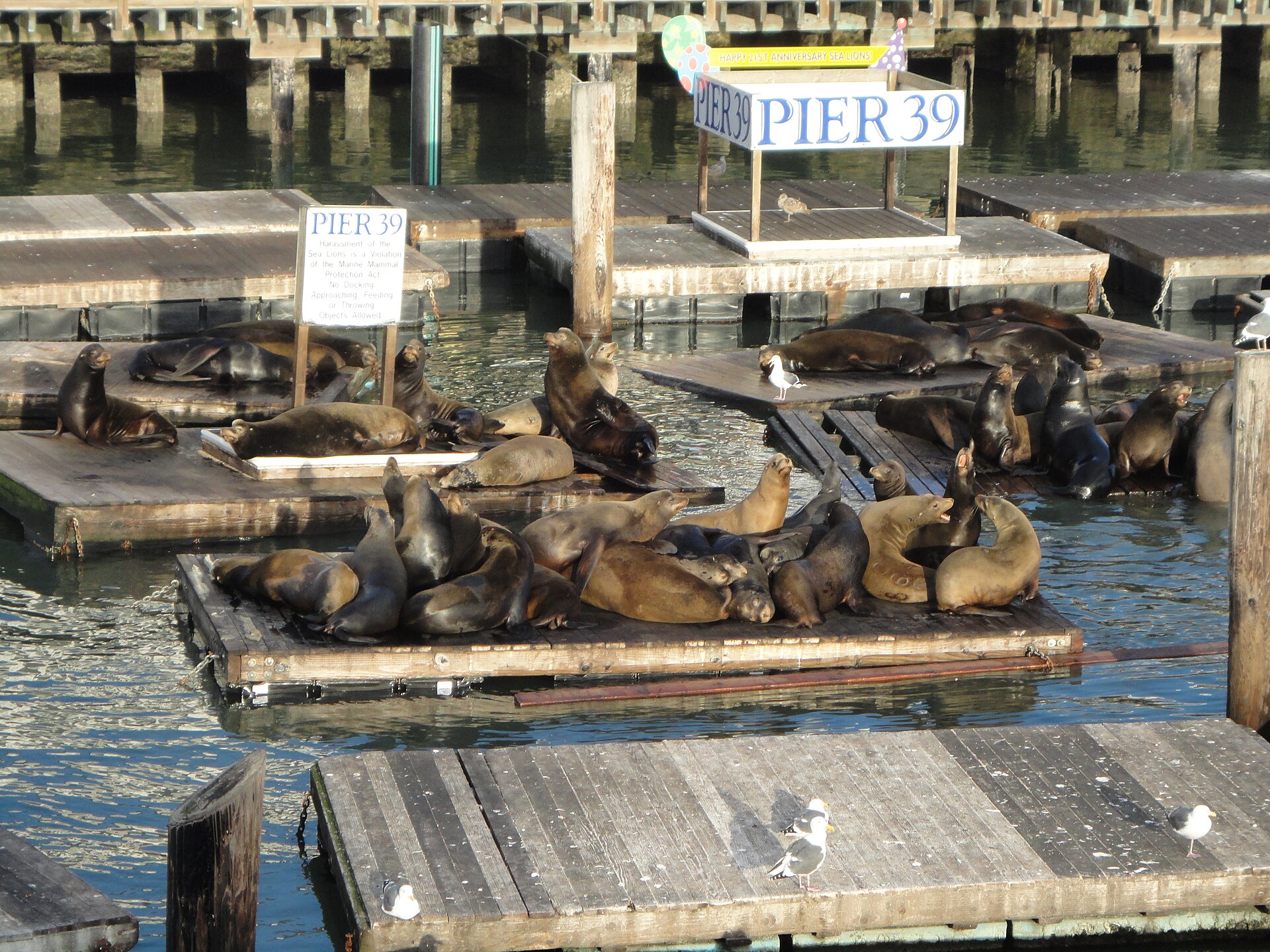 California sea lions resting on wooden docks at Pier 39 in San Francisco