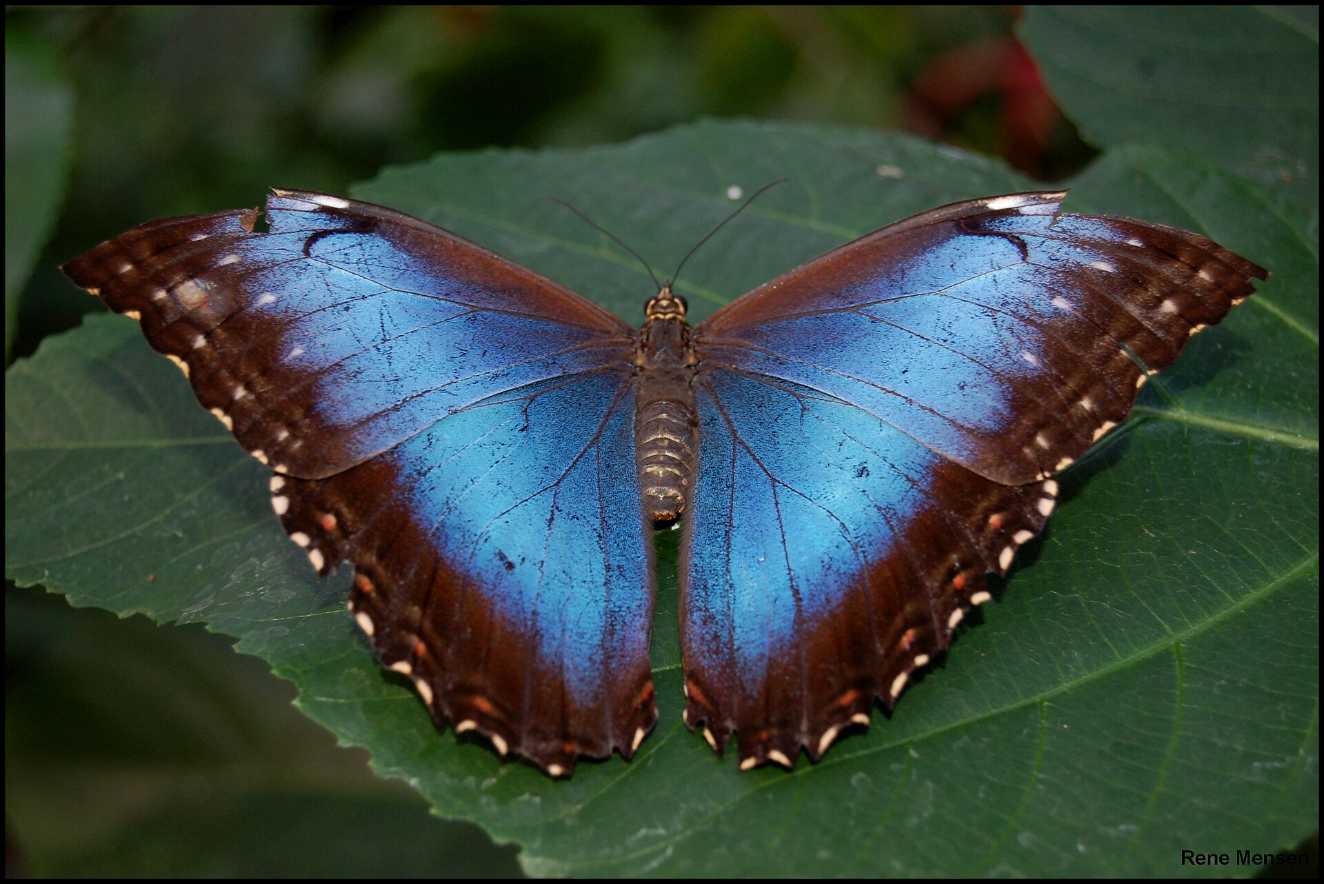 Blue Morpho butterfly (Morpho peleides) with iridescent blue wings fully open