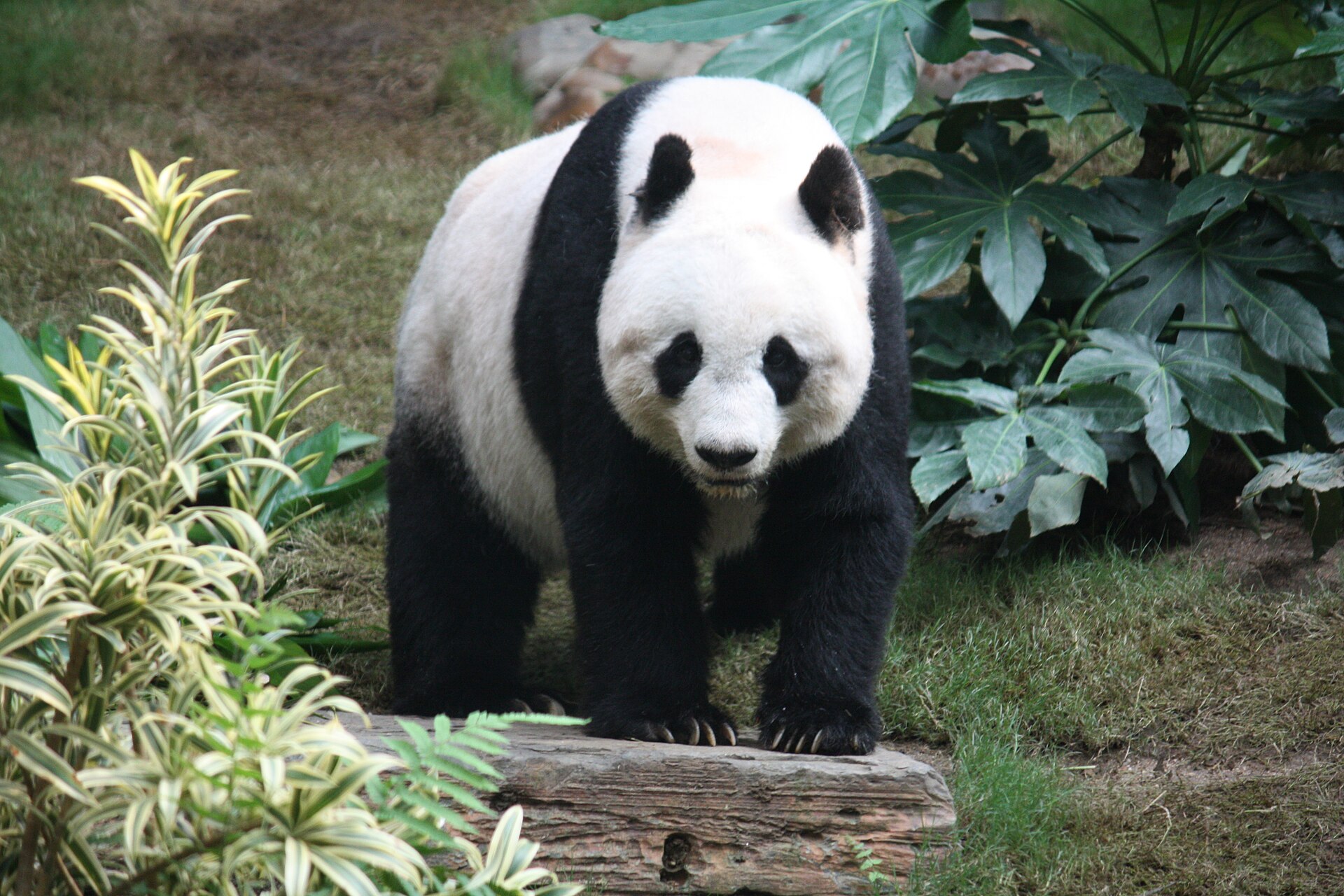 Giant panda eating bamboo at the Chengdu Research Base