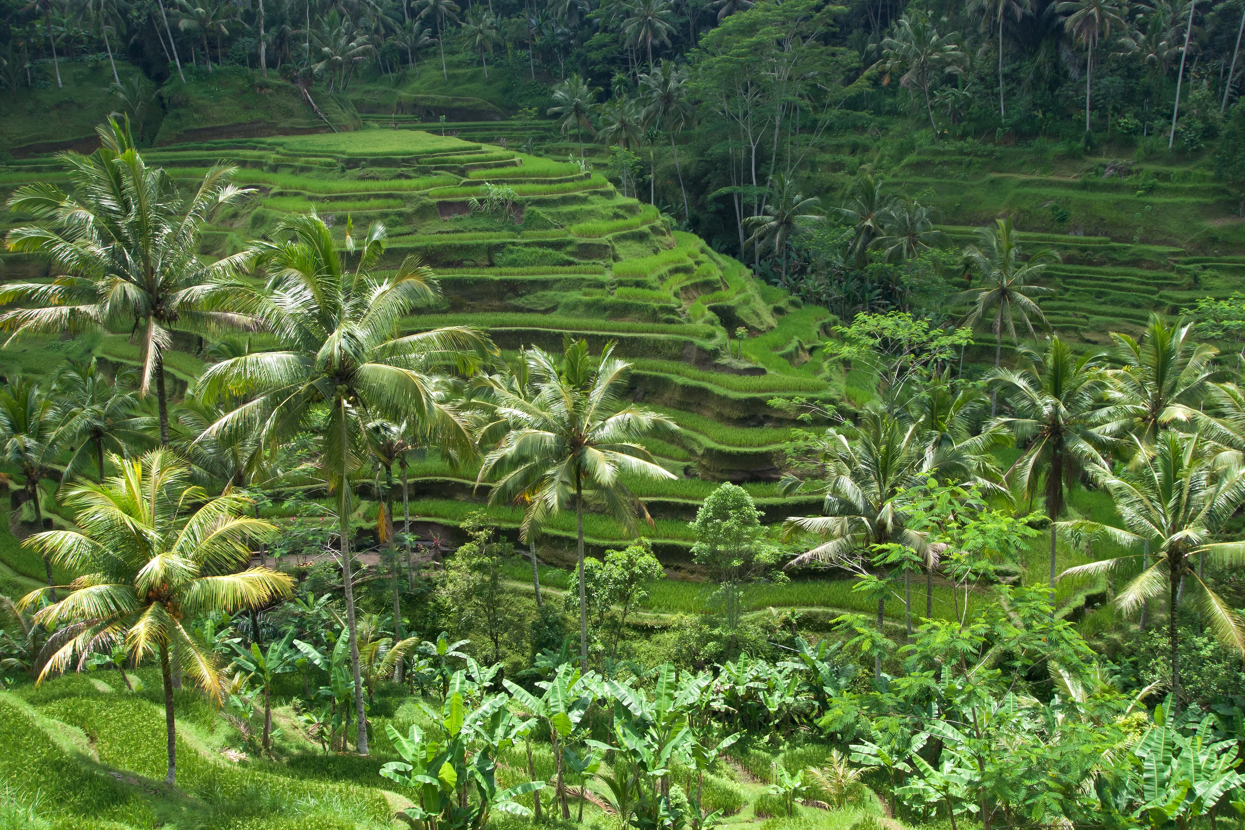 Tegallalang rice terraces with vivid green tiered paddies descending into a river valley in Bali, Indonesia
