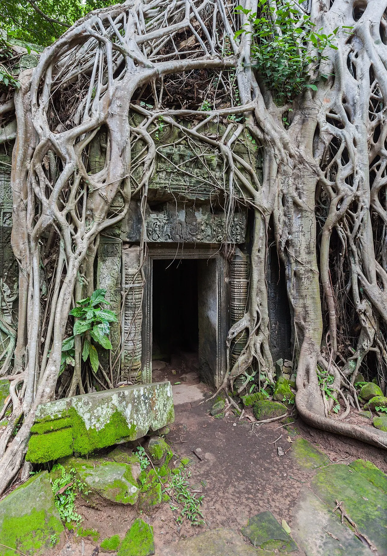 Ancient stone gallery at Ta Prohm with massive tree roots reclaiming the temple walls in Angkor, Cambodia