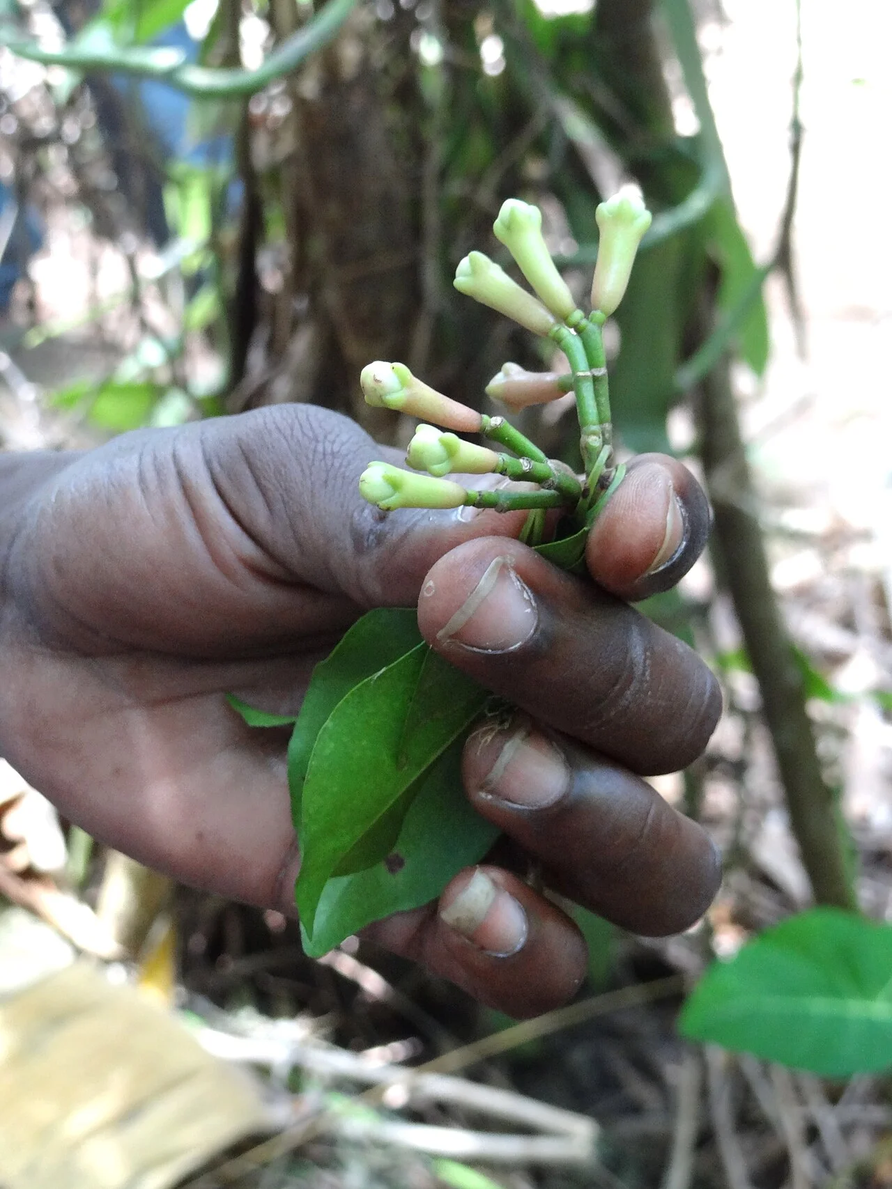 Fresh cloves drying in the sun on a spice plantation in Zanzibar
