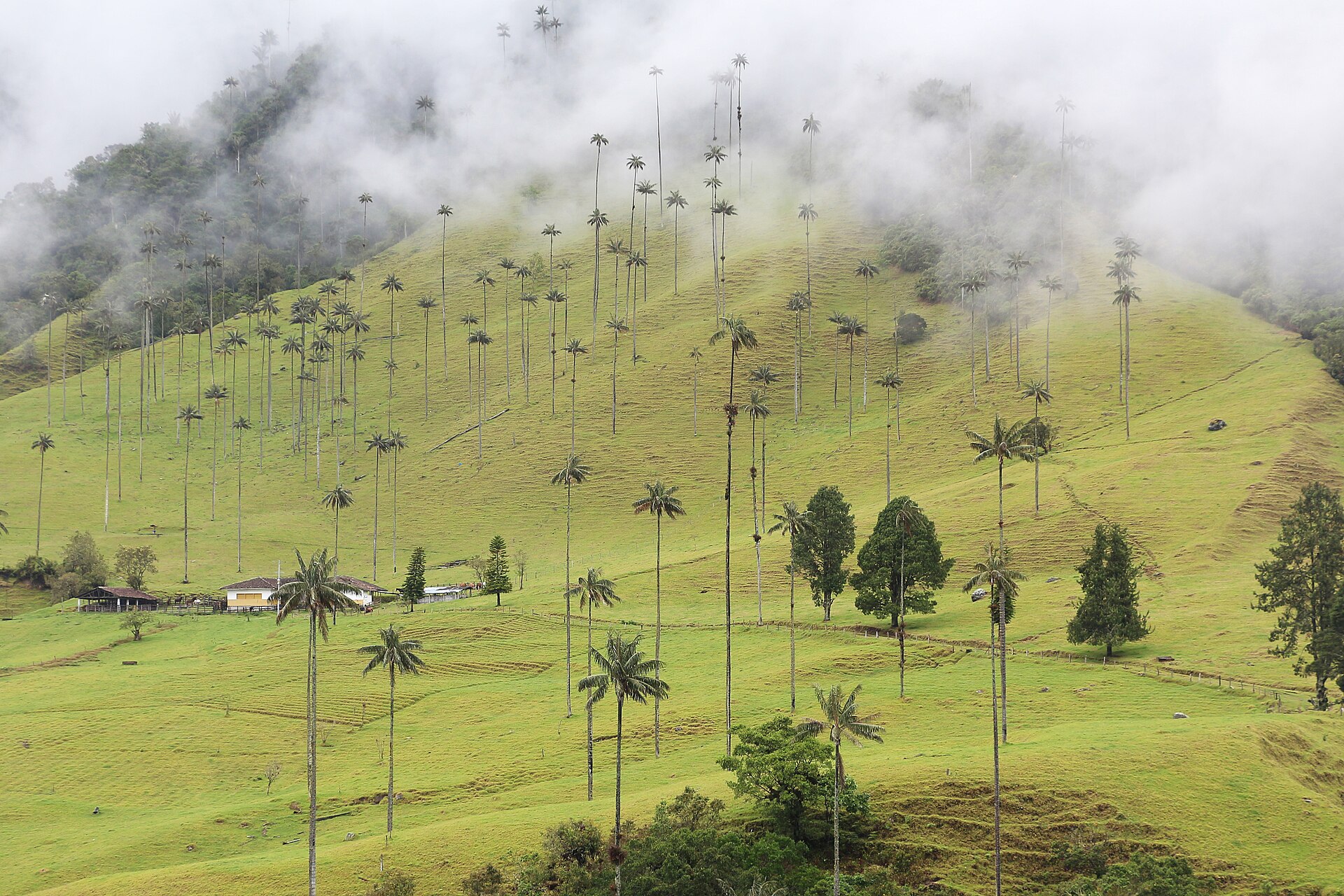 Cocora Valley with towering wax palm trees in the Colombian Andes