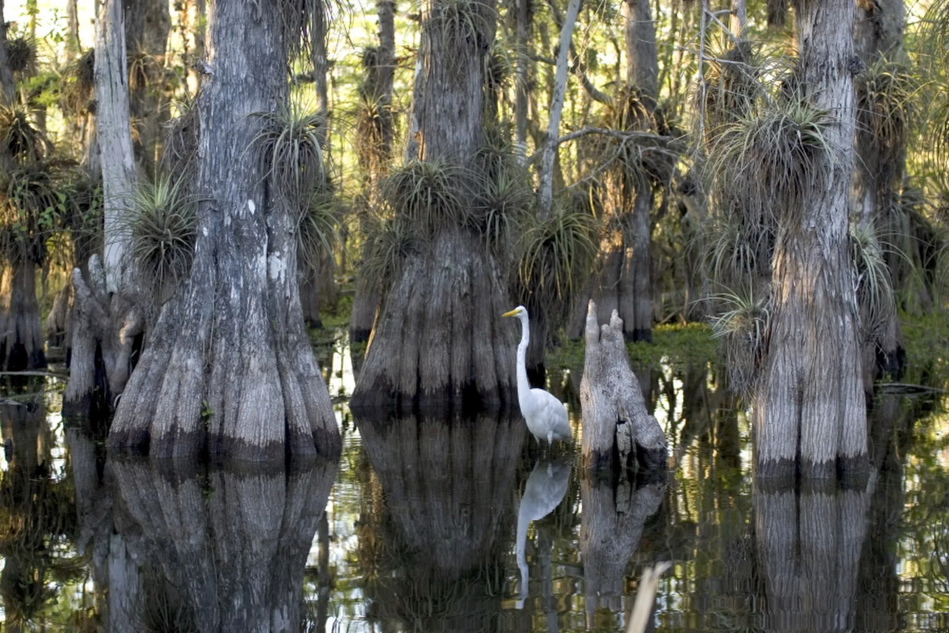 A great egret in a cypress grove in Everglades National Park