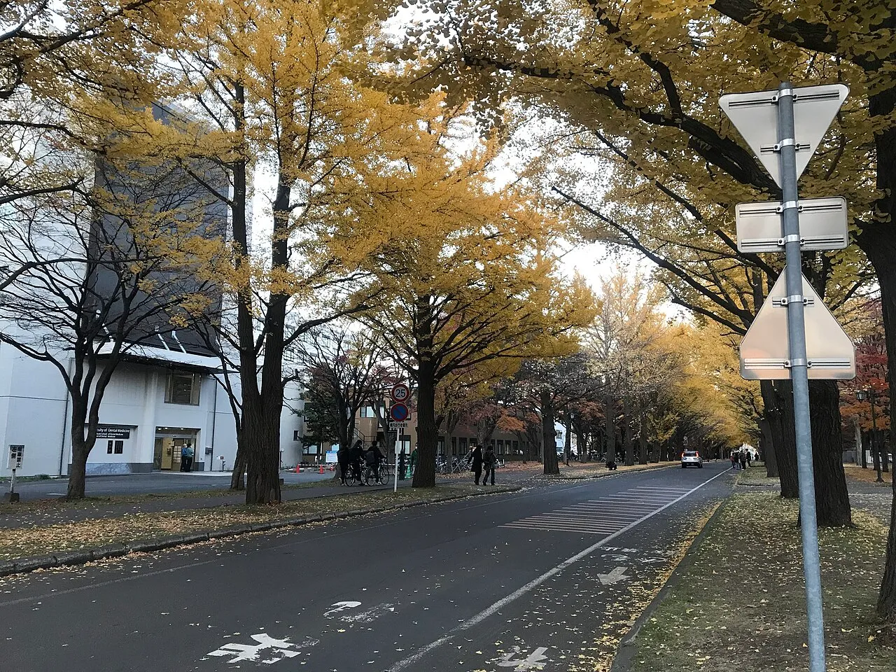Golden ginkgo trees lining the main avenue of Hokkaido University campus in autumn