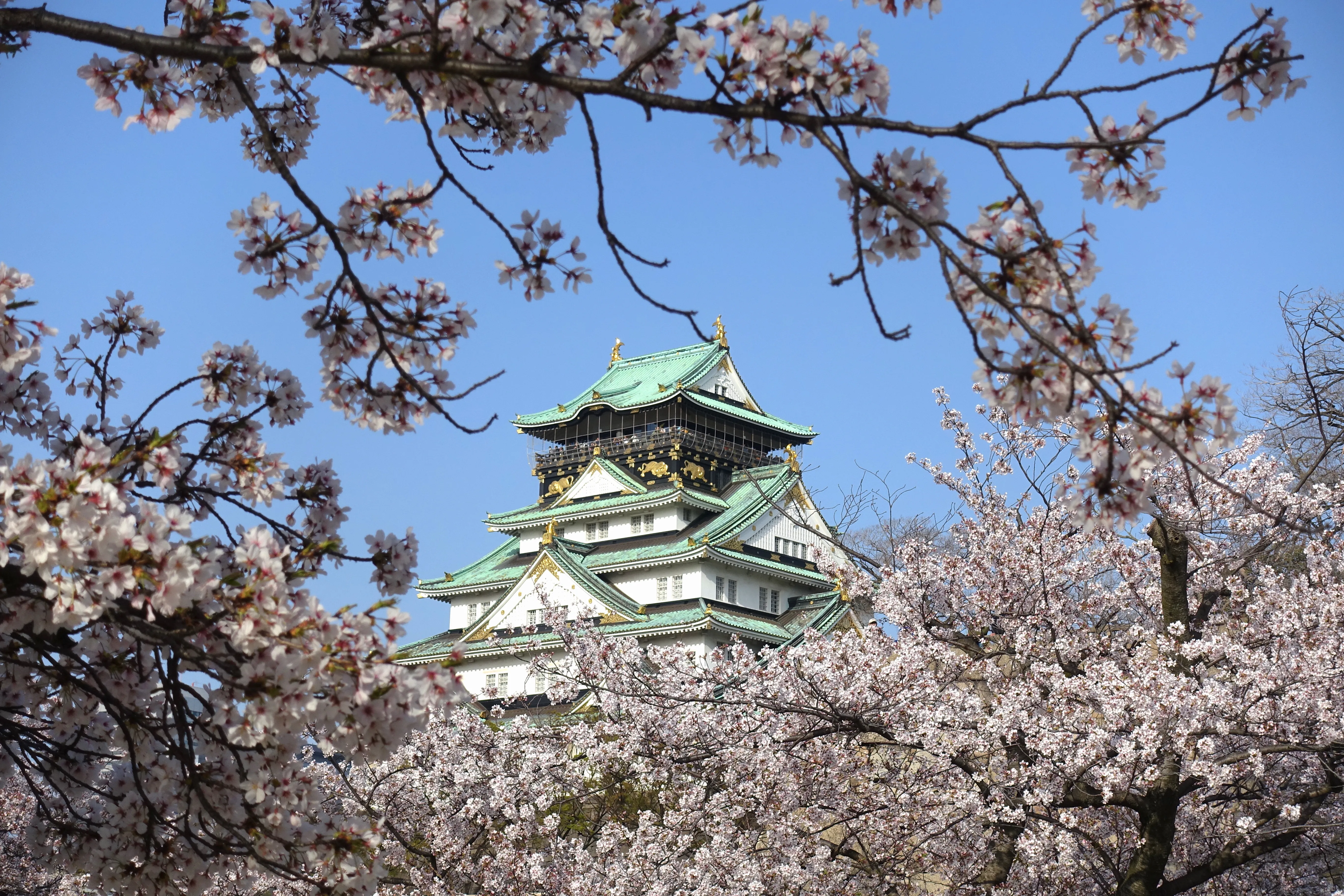 Osaka Castle keep seen beyond blossoming pink cherry trees in the castle park in spring