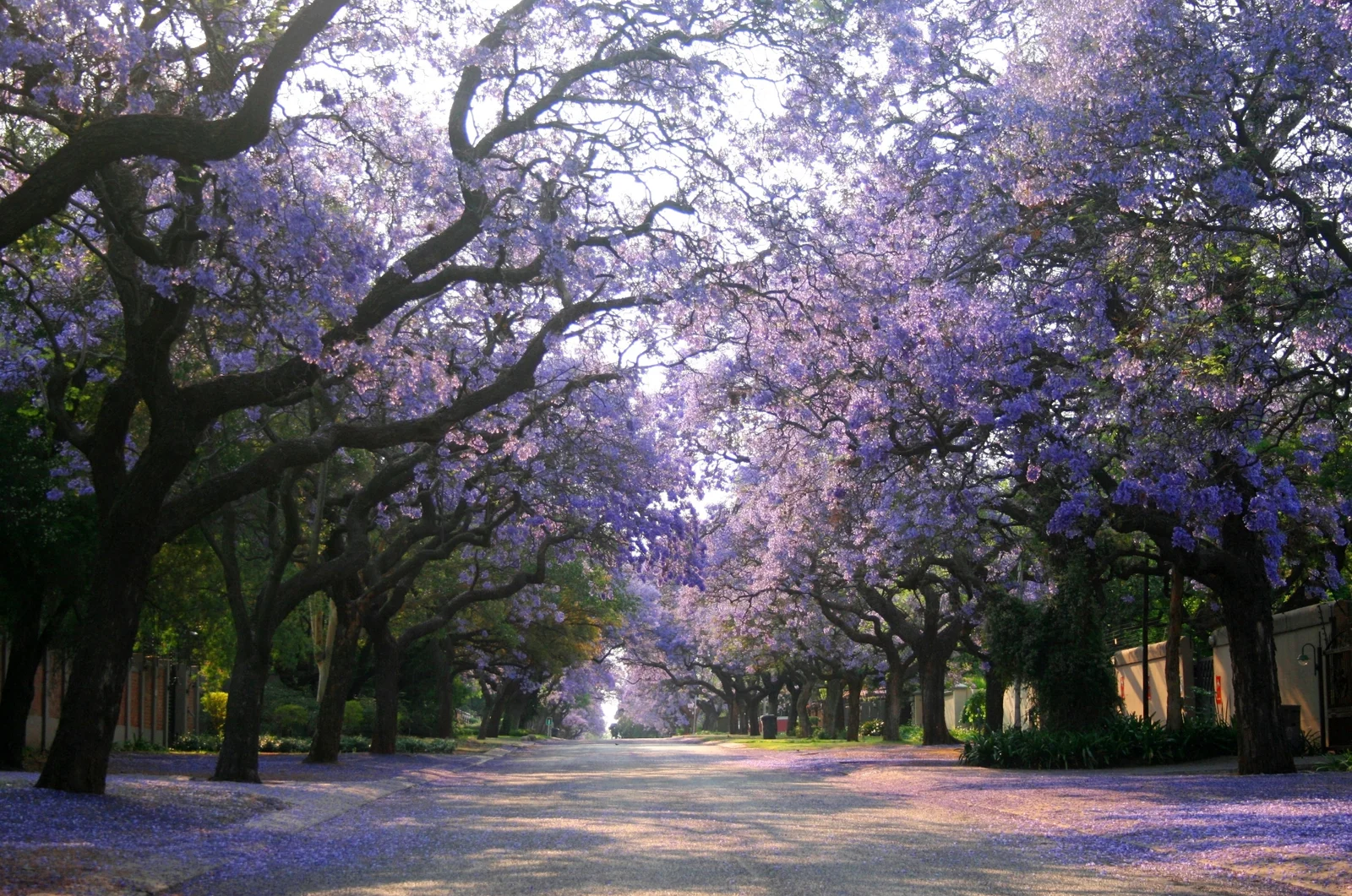 A residential street in Pretoria canopied by jacaranda trees in full purple bloom, with fallen blossoms carpeting the road