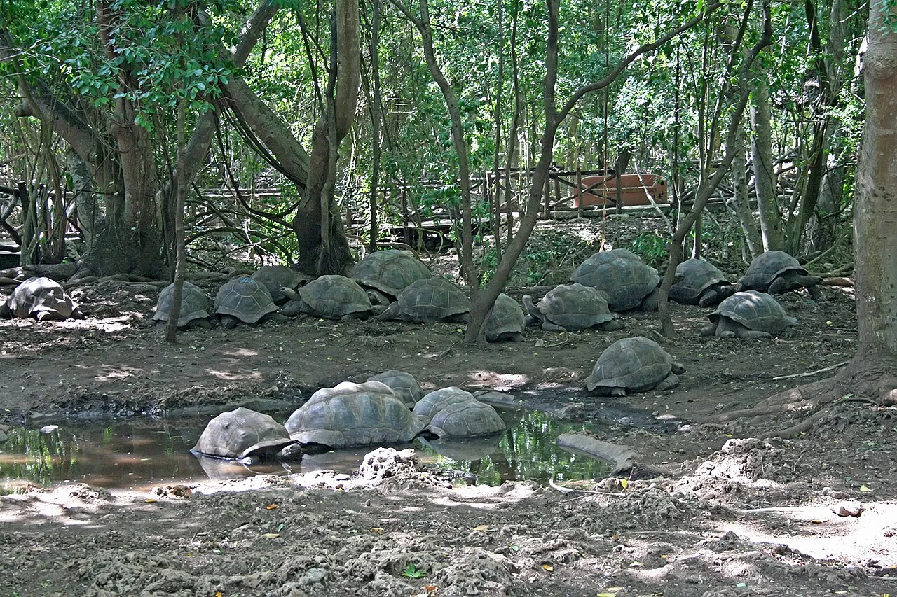 Aldabra giant tortoise on Changuu Island near Zanzibar, Tanzania