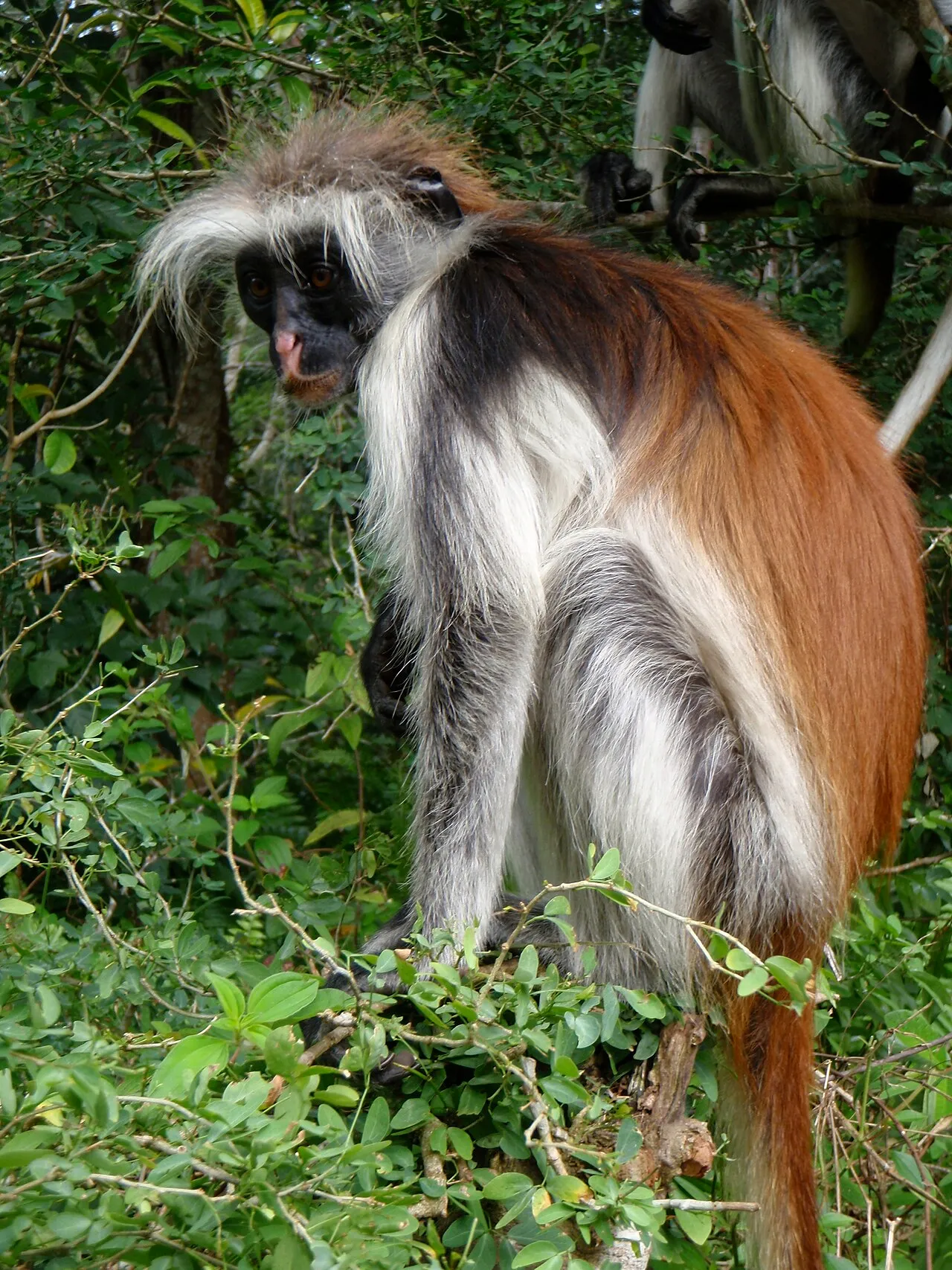 Zanzibar red colobus monkey perched in a tree in Jozani Forest, Tanzania