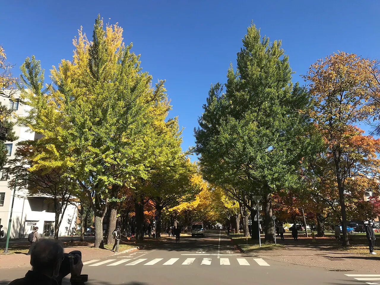 Golden ginkgo tree avenue at Hokkaido University campus in Sapporo in autumn