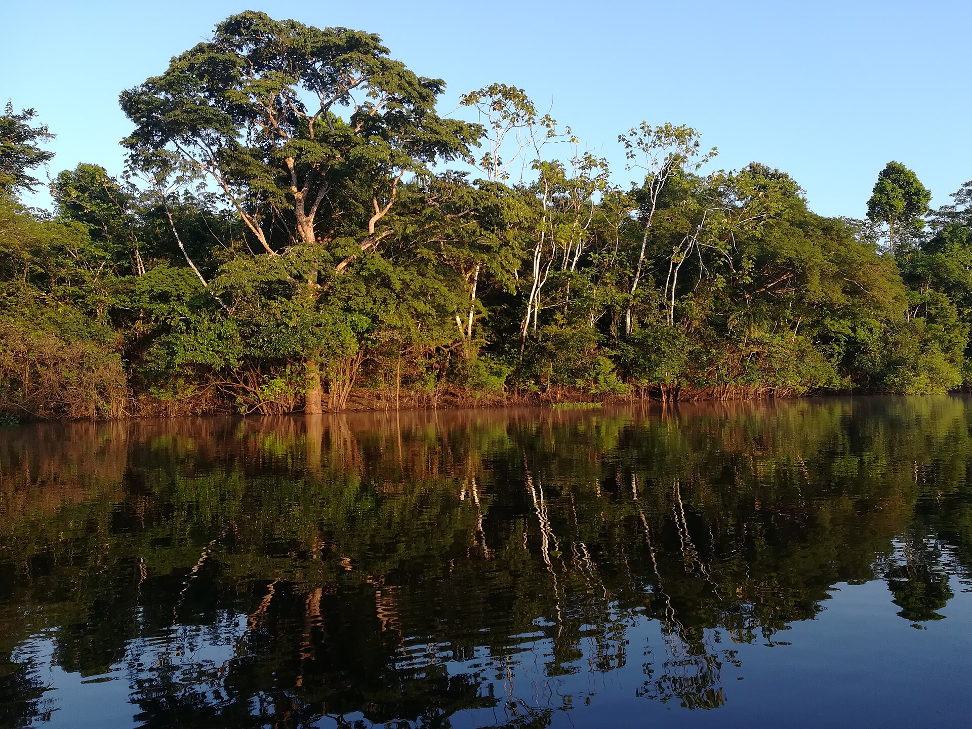 Flooded forest with mirror-like water reflections in Pacaya-Samiria National Reserve, Peru