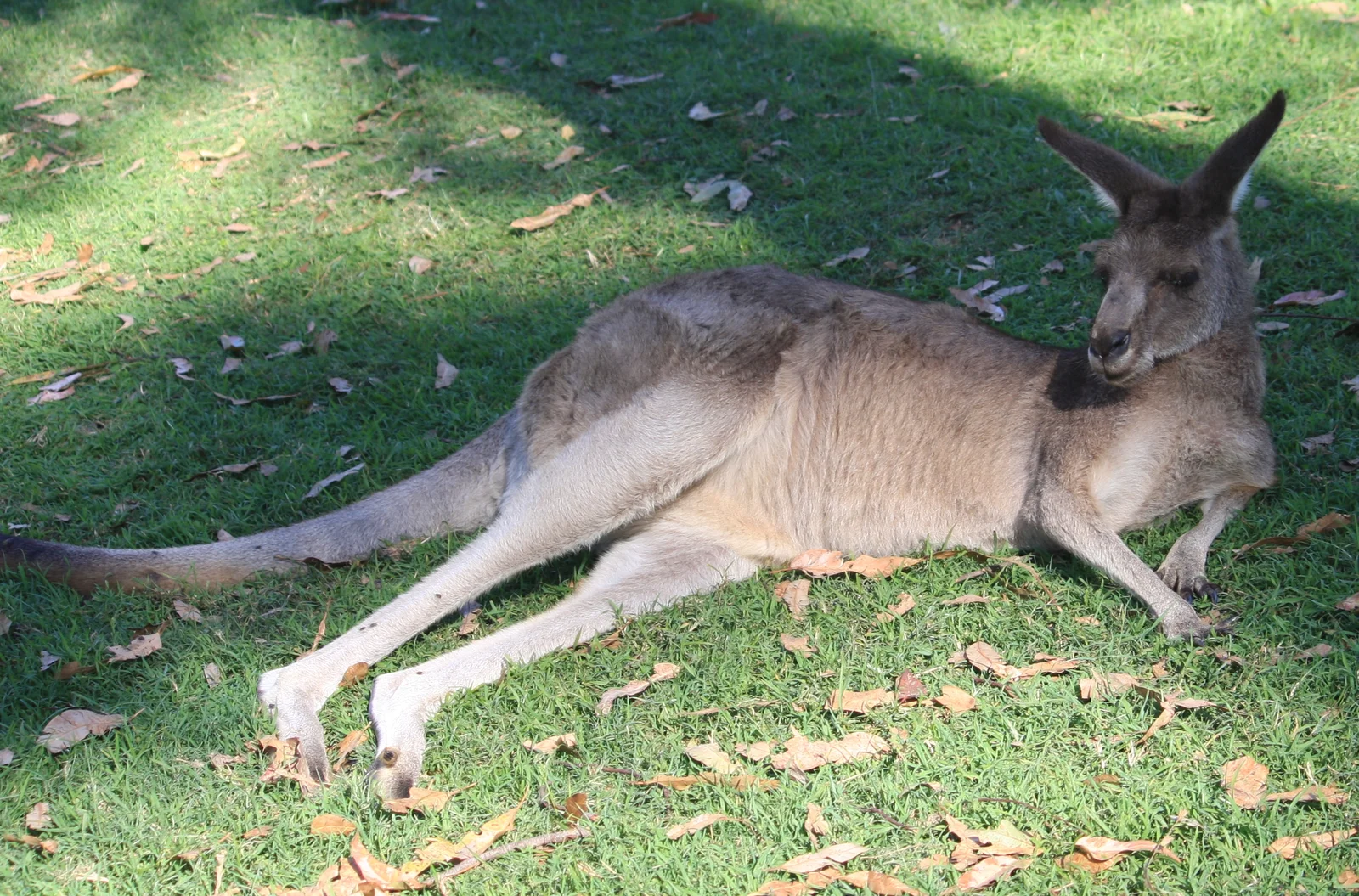 Kangaroo in the open range at Lone Pine Koala Sanctuary