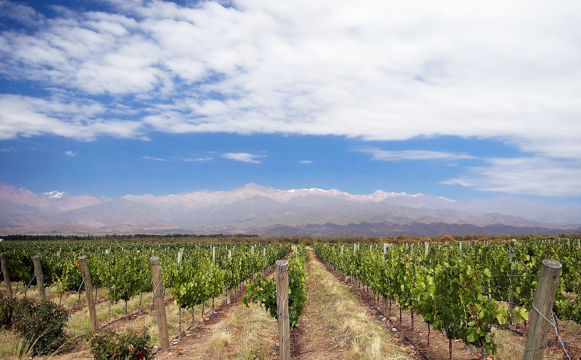 Rows of grapevines in a Mendoza vineyard with the snow-capped Andes Mountains in the background