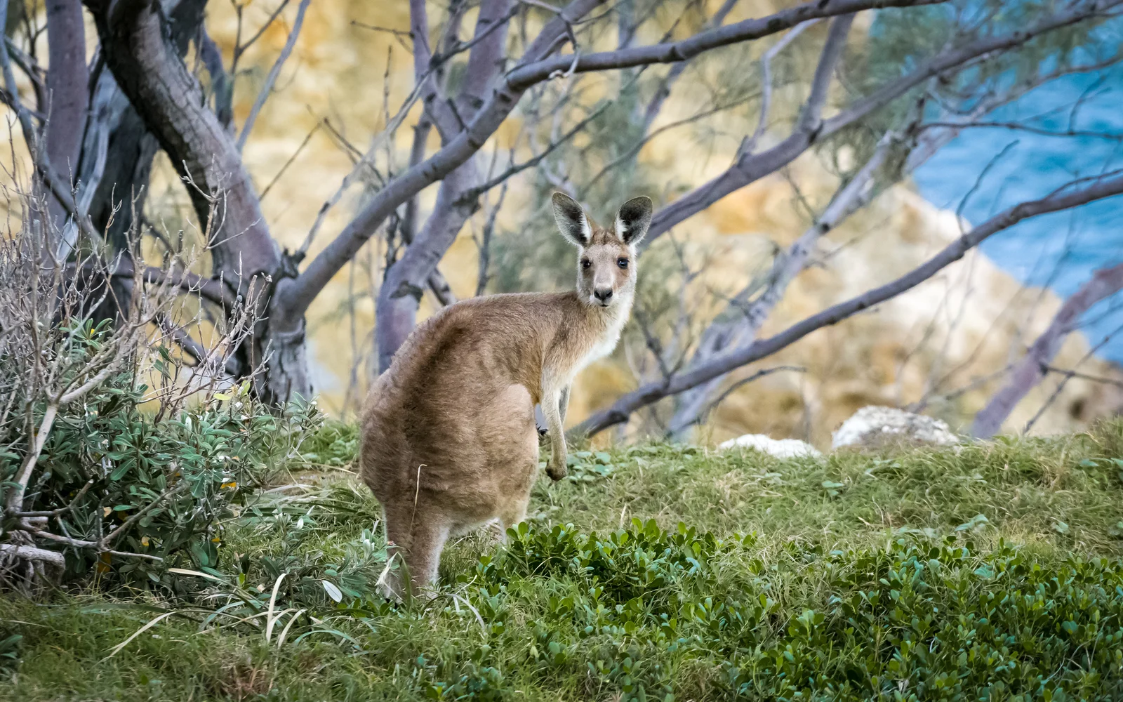 Eastern grey kangaroo in the Australian bush