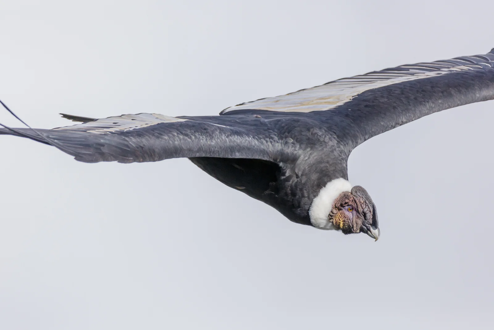 An adult Andean condor in flight seen close up, wings fully outstretched, showing its white neck ruff and bald head against a plain pale sky