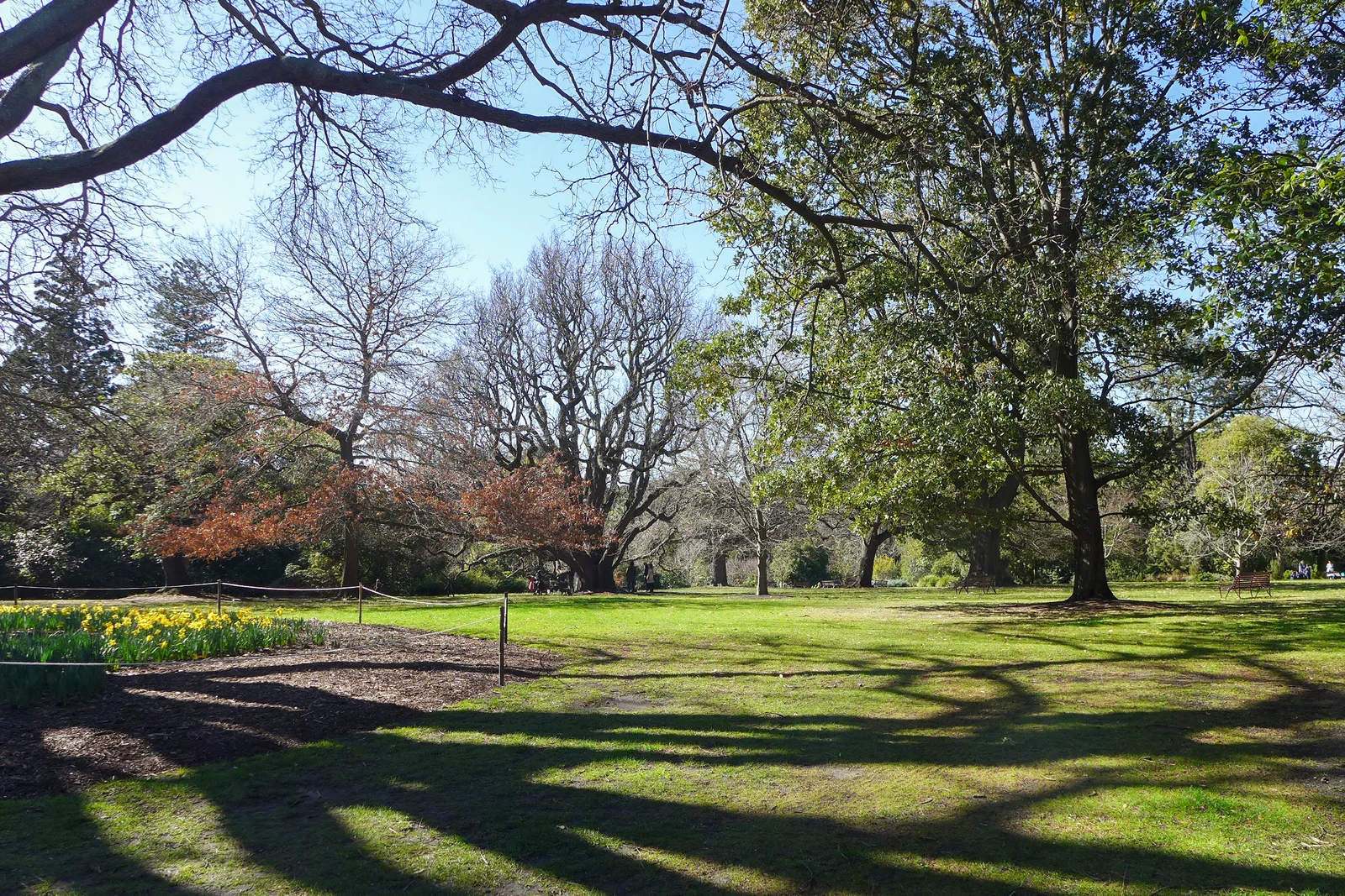 Sweeping lawn and trees at Melbourne's Royal Botanic Gardens