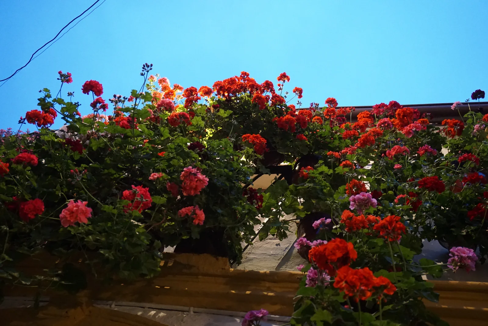A whitewashed courtyard filled with potted geraniums during Córdoba's Fiesta de los Patios