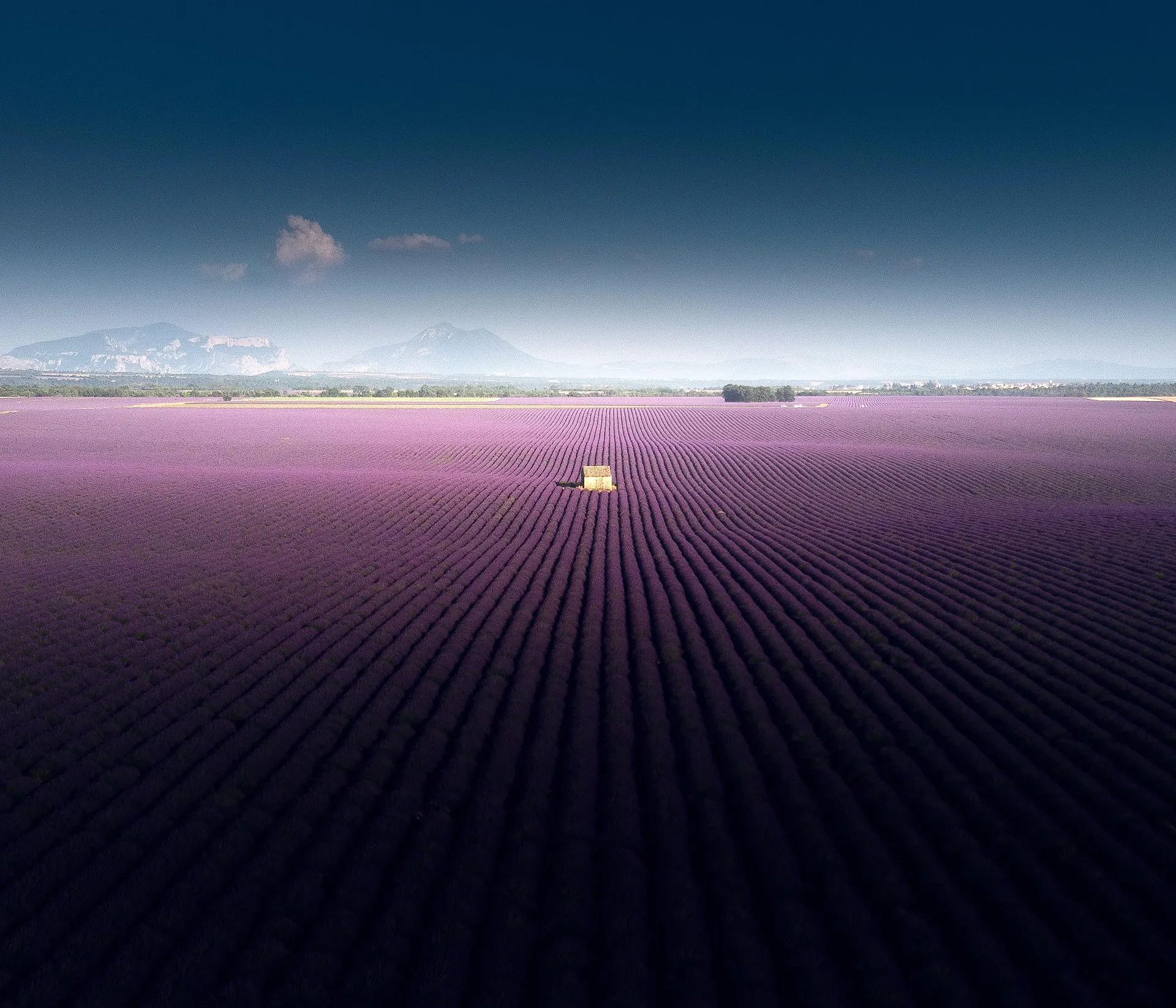 Lavender fields stretching to the horizon in Provence, southern France