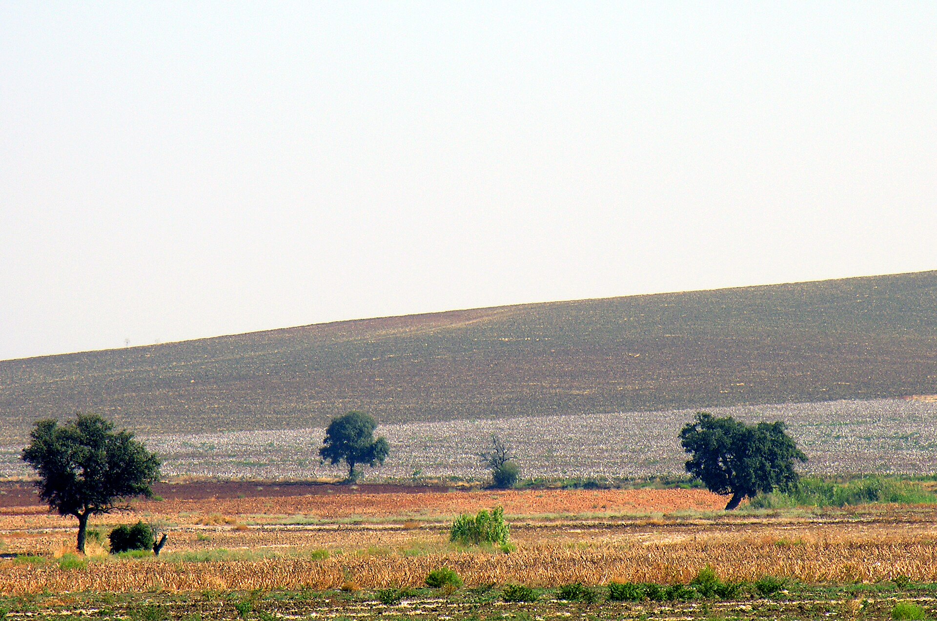 Golden agricultural landscape near Écija in Andalusia, Spain