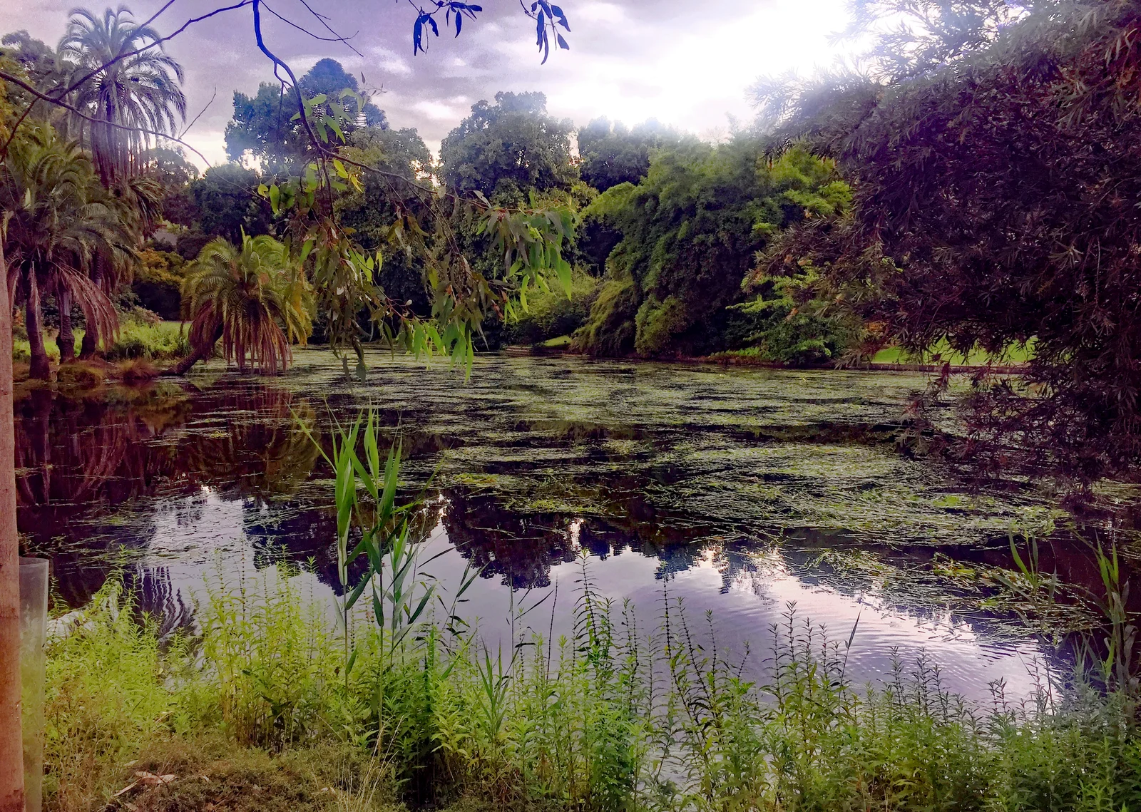 Ornamental Lake at the Royal Botanic Gardens Melbourne