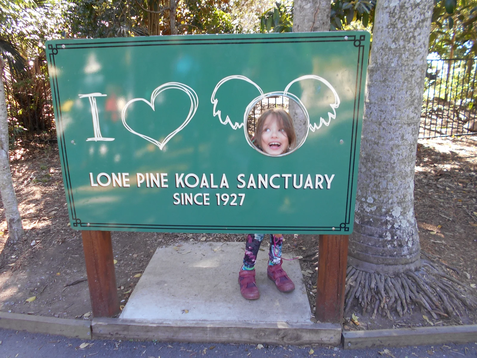 Koala resting in a tree at Lone Pine Koala Sanctuary