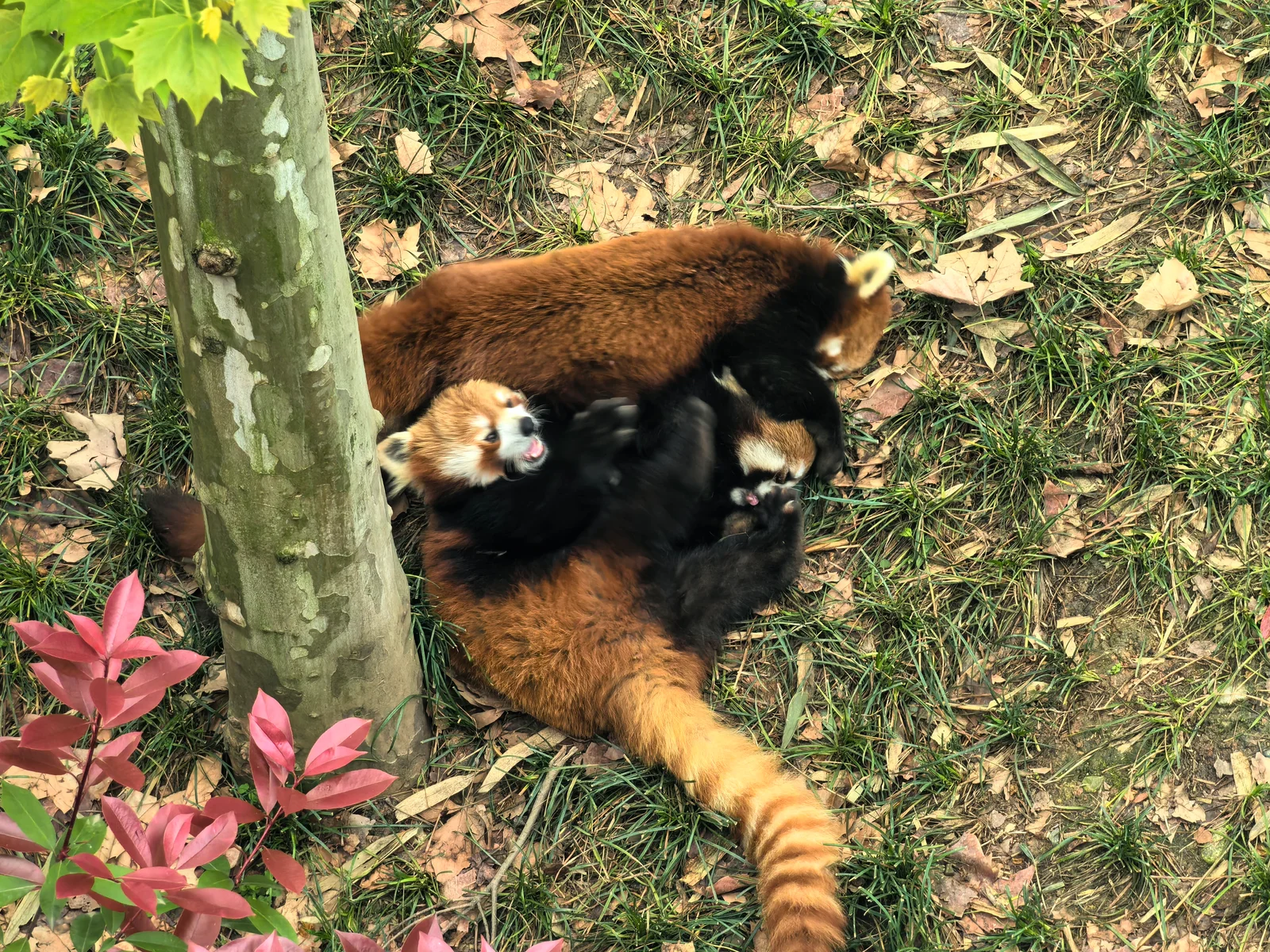 Three red pandas tumbled together on leaf-strewn grass beside a tree trunk, one with its mouth open