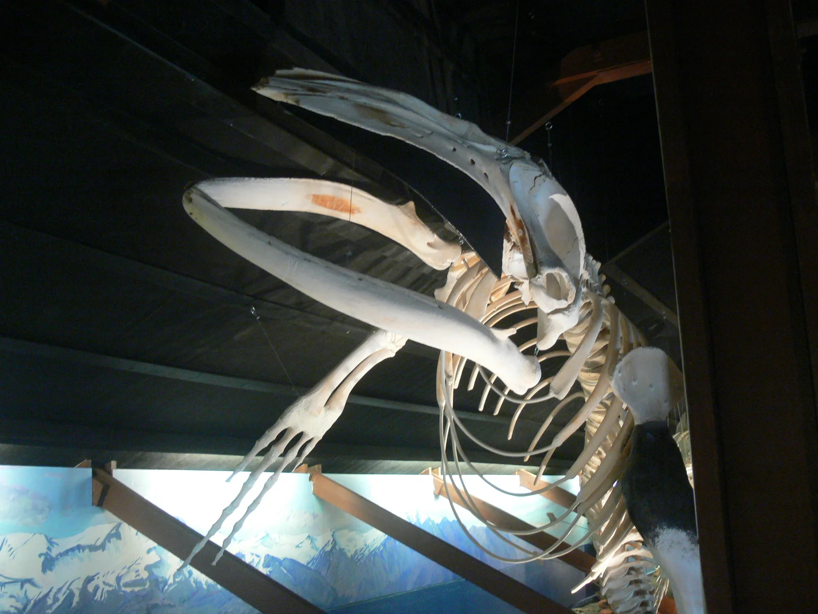 Mounted humpback whale skeleton on display inside the Húsavík Whale Museum