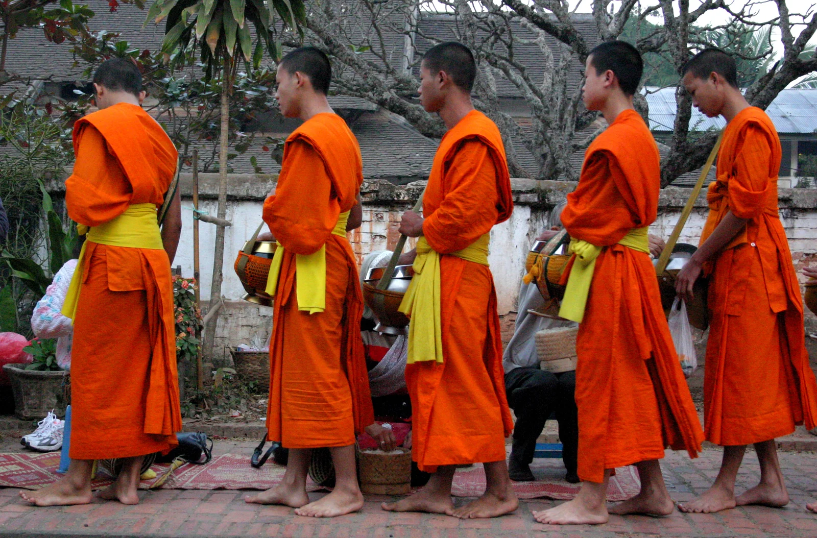A line of young Buddhist monks in bright orange robes walking barefoot with alms bowls during the morning offering ceremony in Luang Prabang, Laos