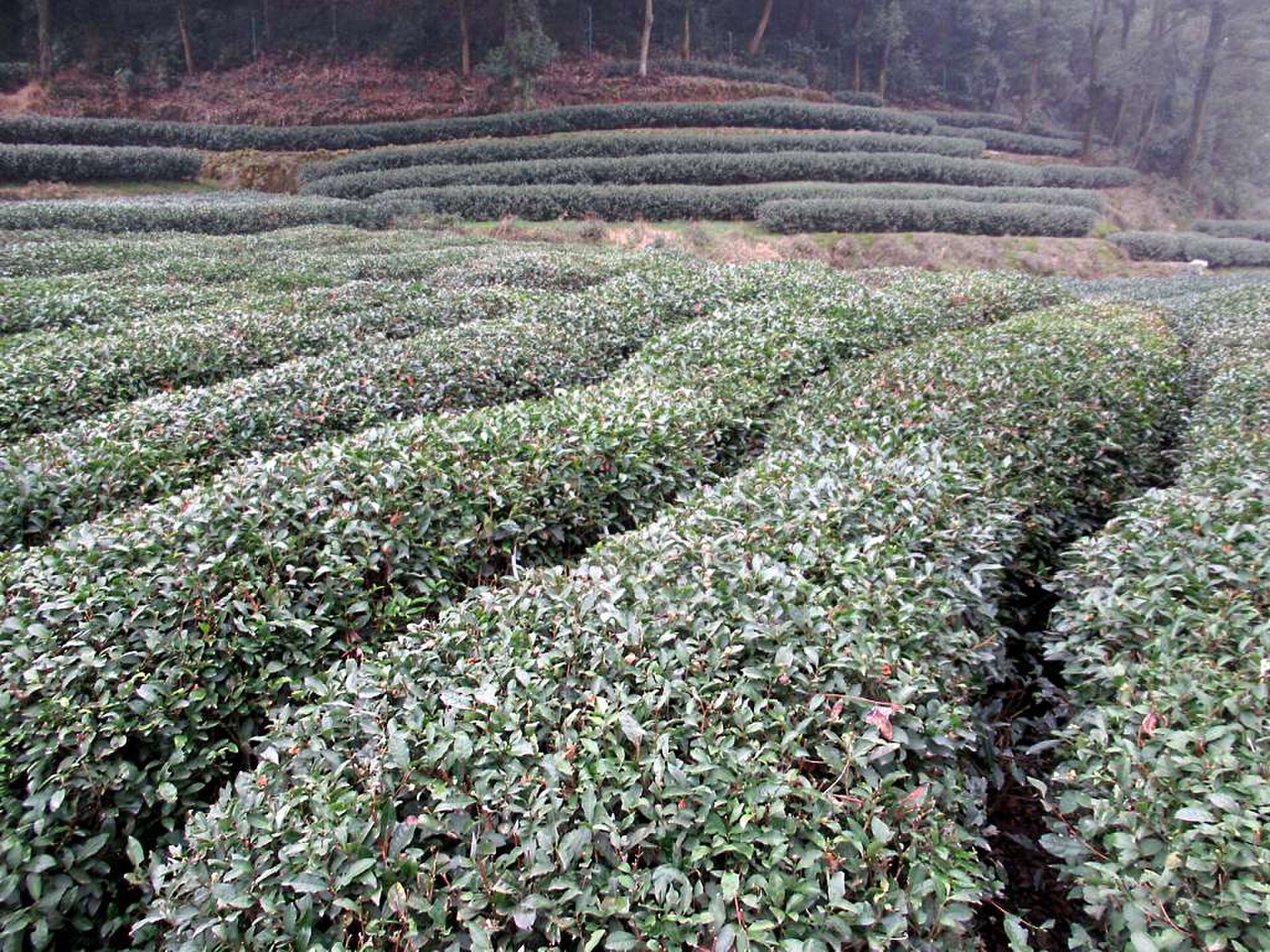 Rows of tea bushes on rolling hills at the Dragon Well tea plantations near Hangzhou