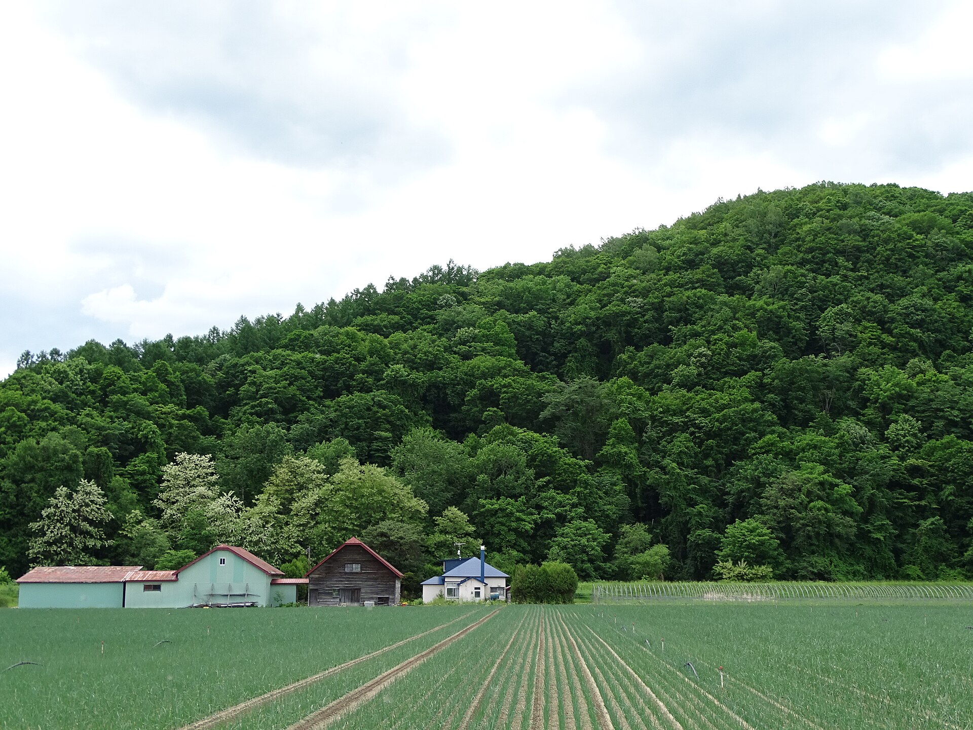 Colorful flower fields in the countryside around Furano, Hokkaido, Japan