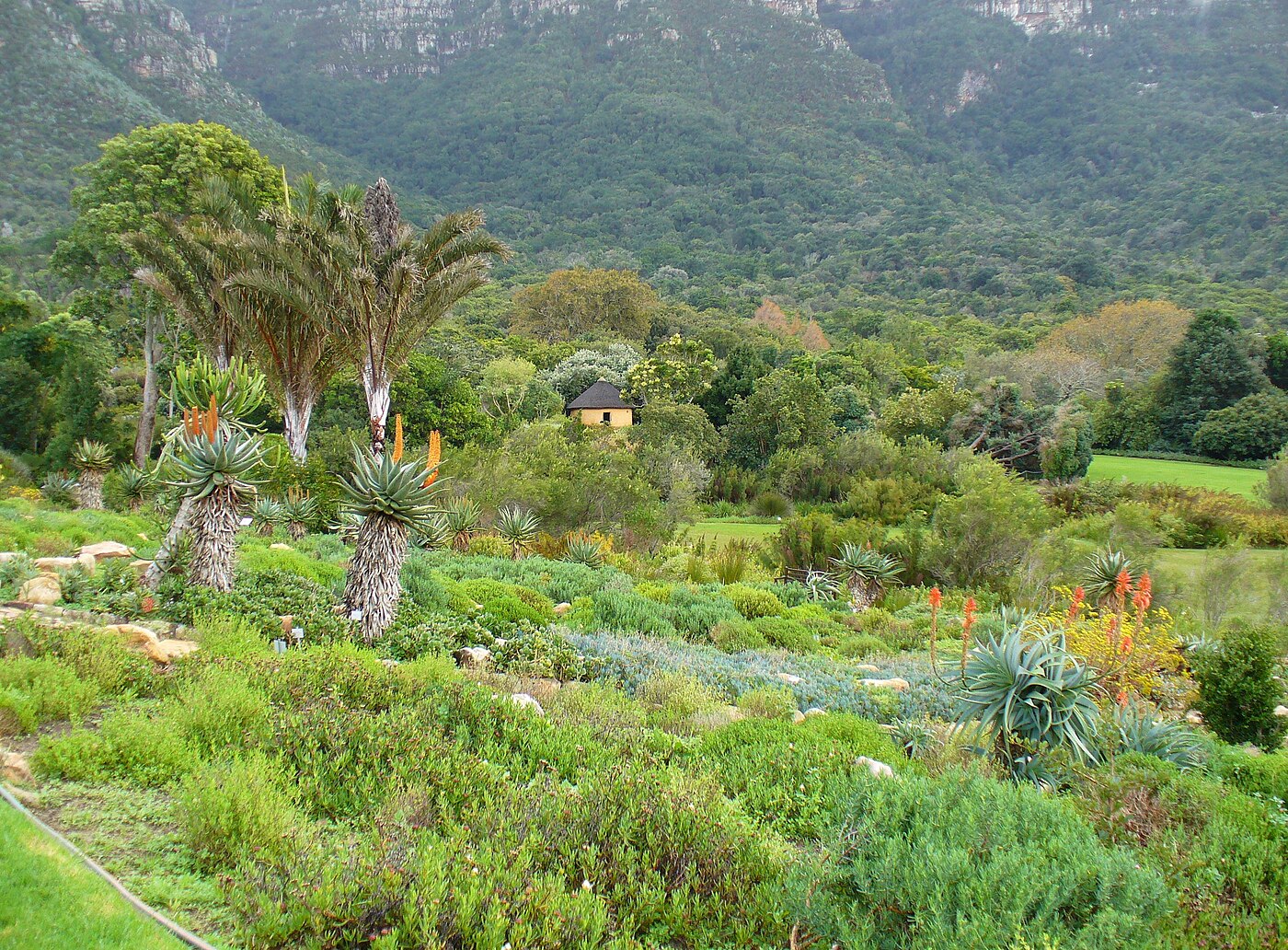 Kirstenbosch National Botanical Garden with Table Mountain backdrop