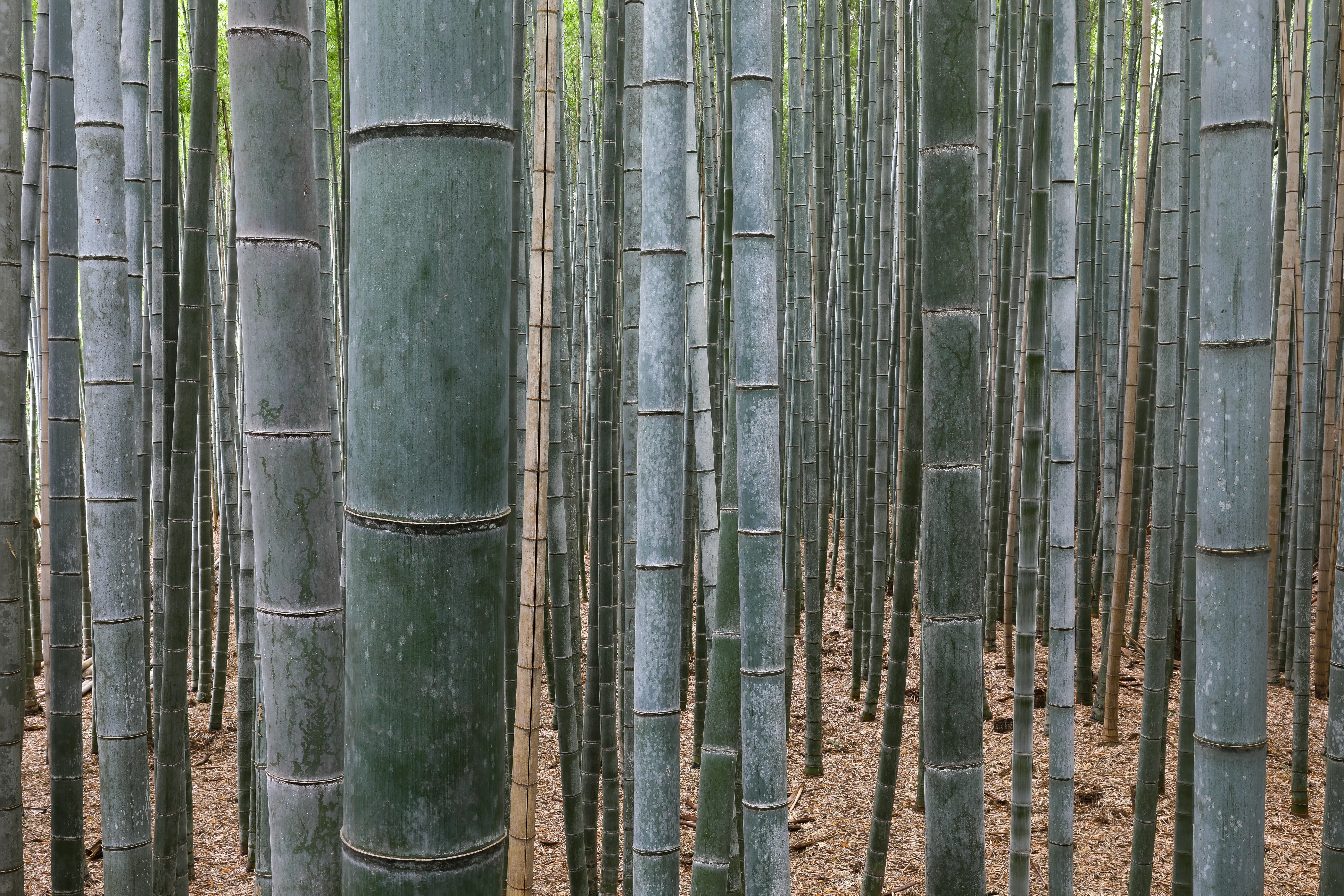 A path running between towering green bamboo stalks in the Arashiyama Bamboo Grove of Kyoto