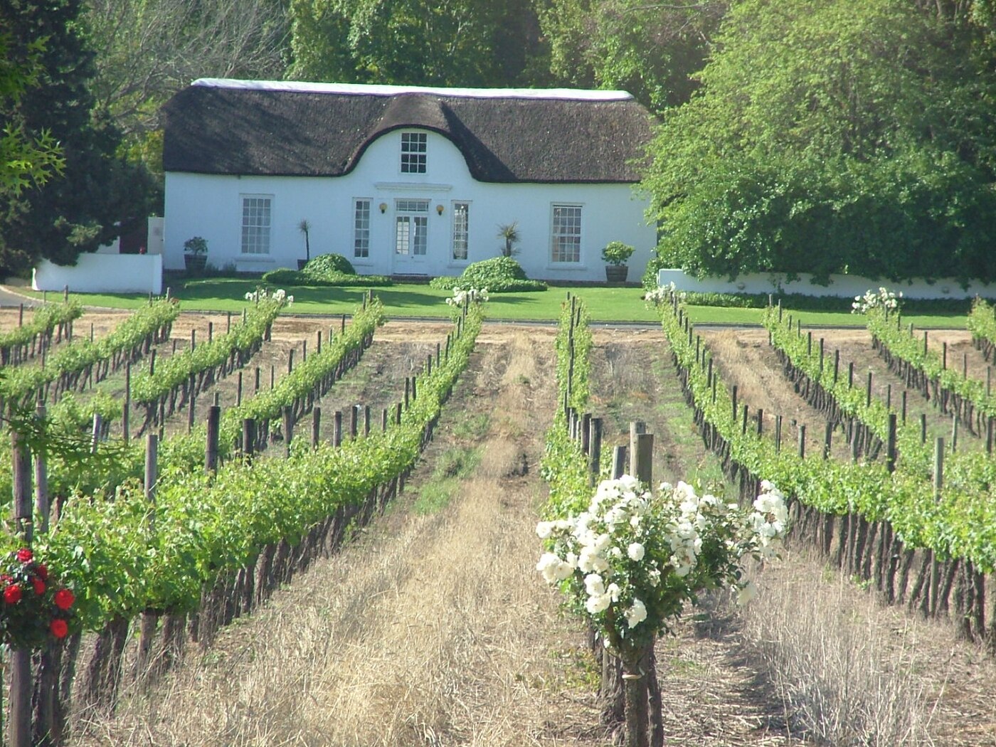 Vineyards in Stellenbosch wine region with mountains in the background