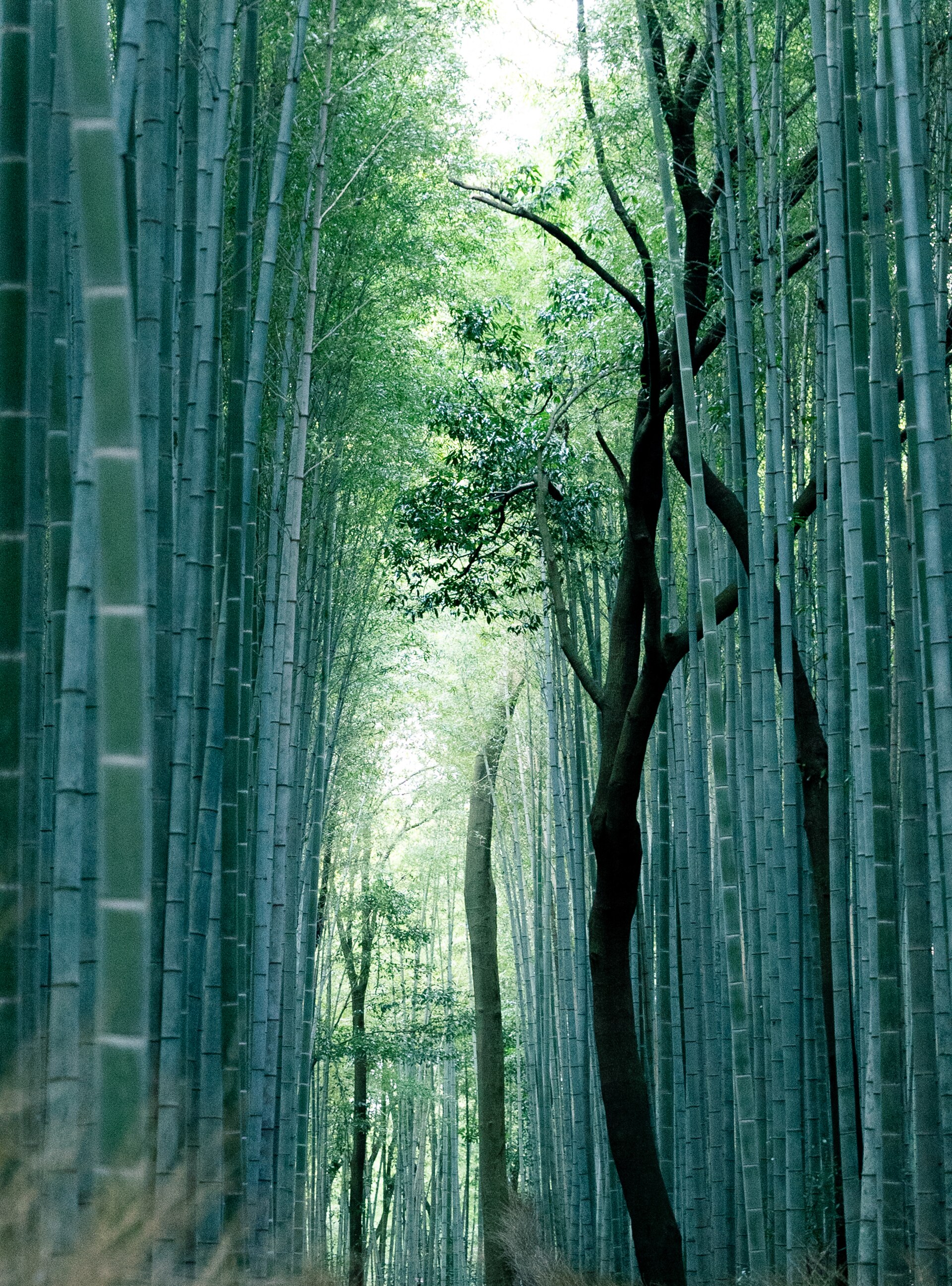 Bamboo grove in Arashiyama, Kyoto