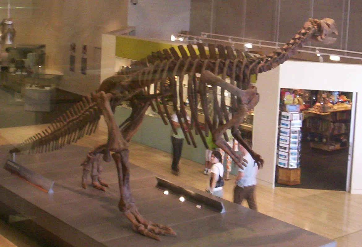 Muttaburrasaurus dinosaur skeleton at the Queensland Museum