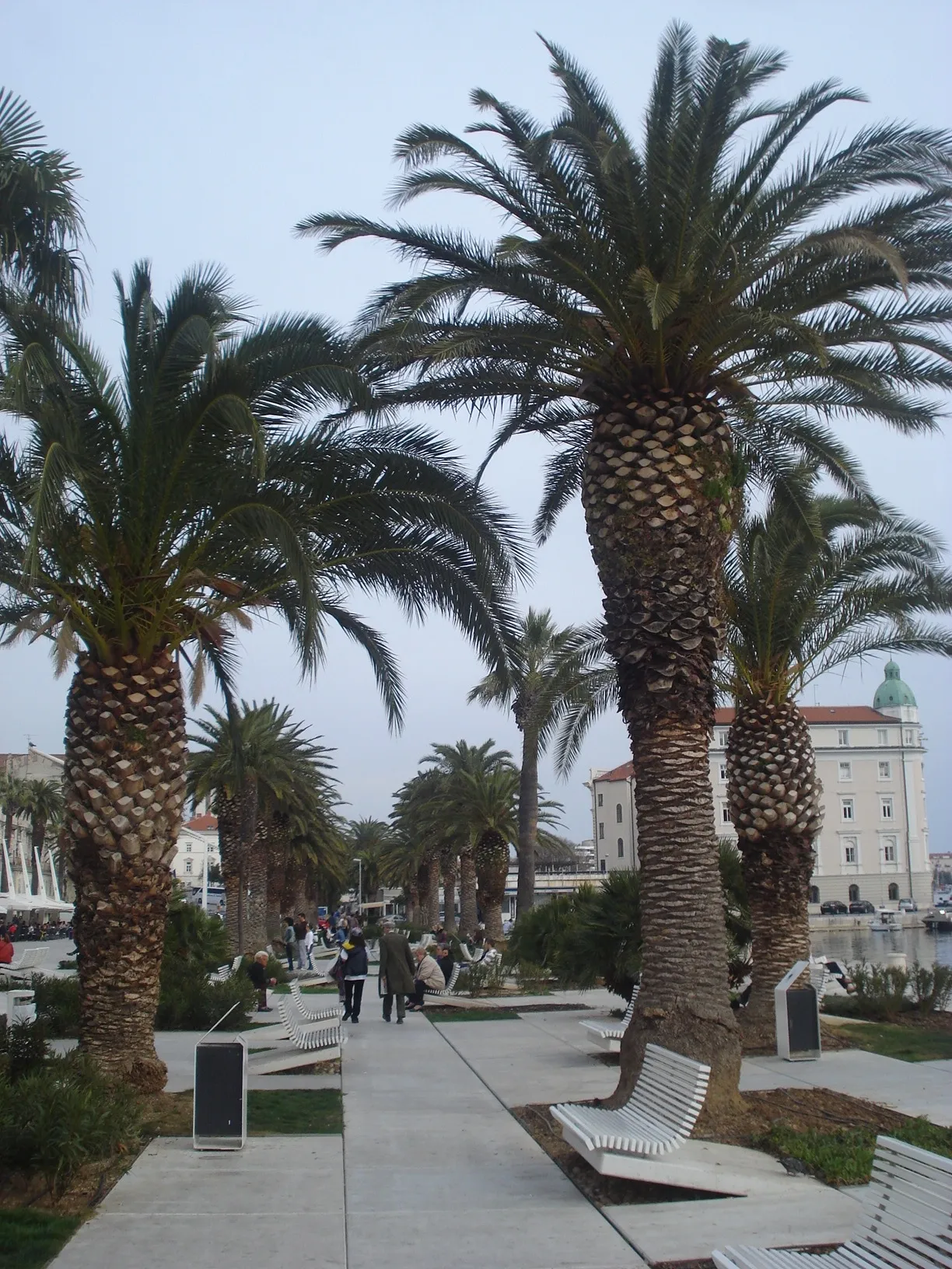 Palm trees lining the marble Riva waterfront promenade in Split, Croatia