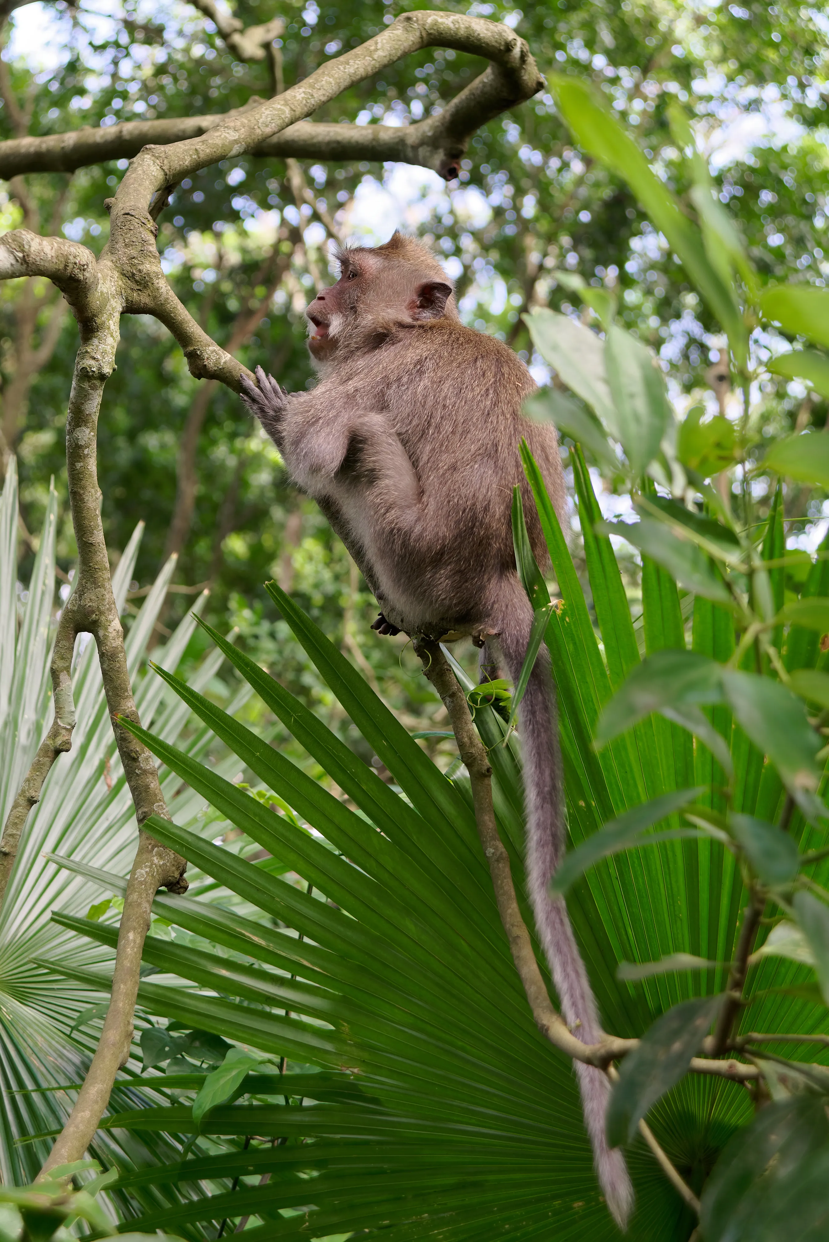 Long-tailed macaque monkeys among temple statues in the Sacred Monkey Forest of Ubud, Bali, Indonesia