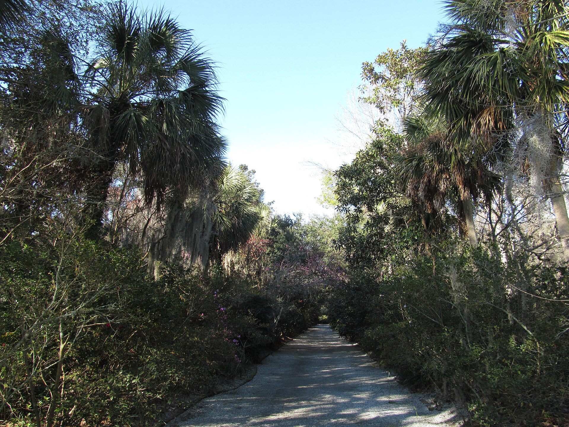 The romantic gardens of Magnolia Plantation along the Ashley River near Charleston