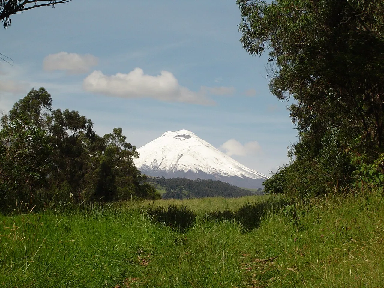 Cotopaxi volcano with its perfect snow-capped cone rising above the páramo grasslands of Ecuador