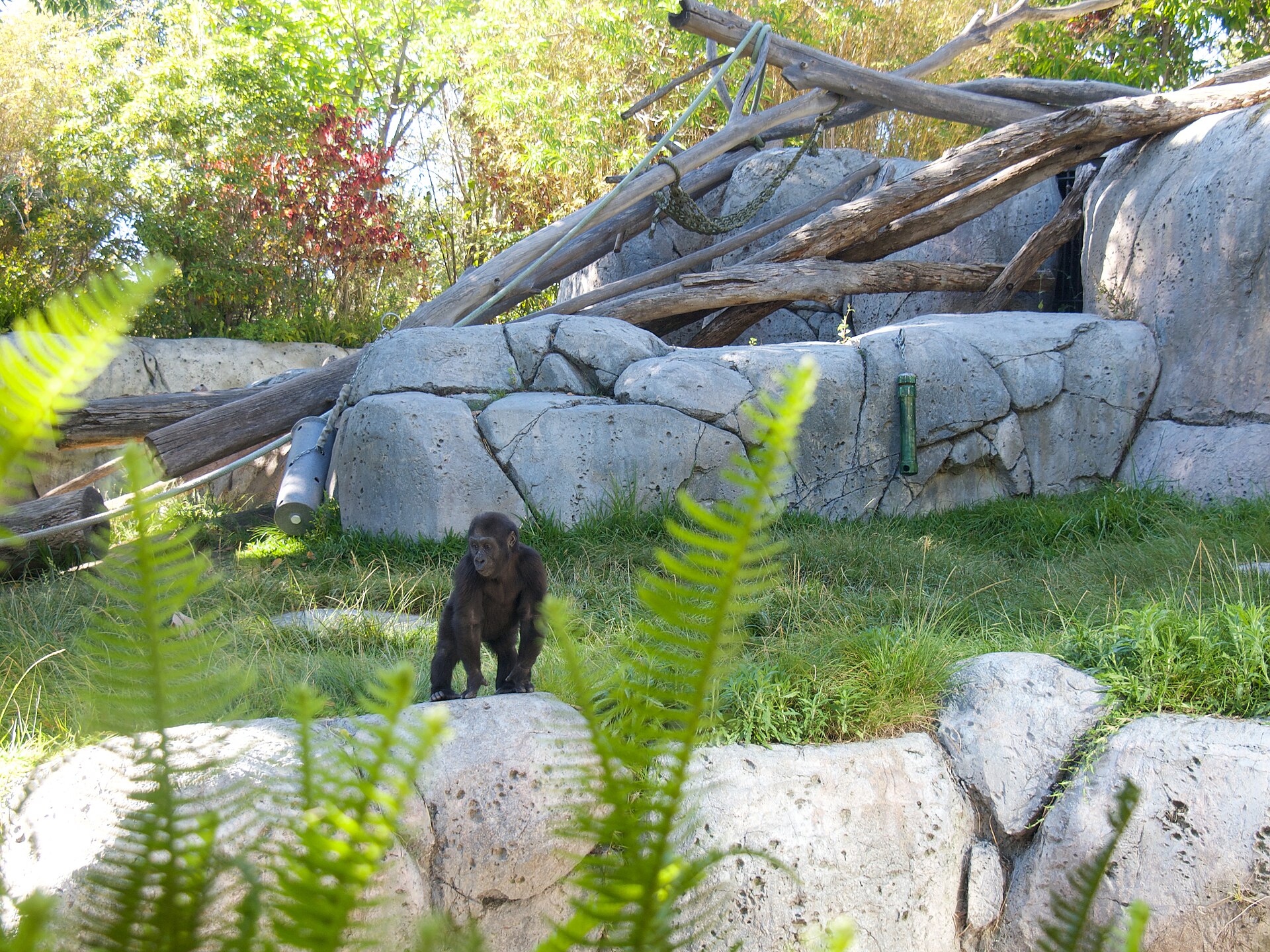 A gorilla at the San Diego Zoo