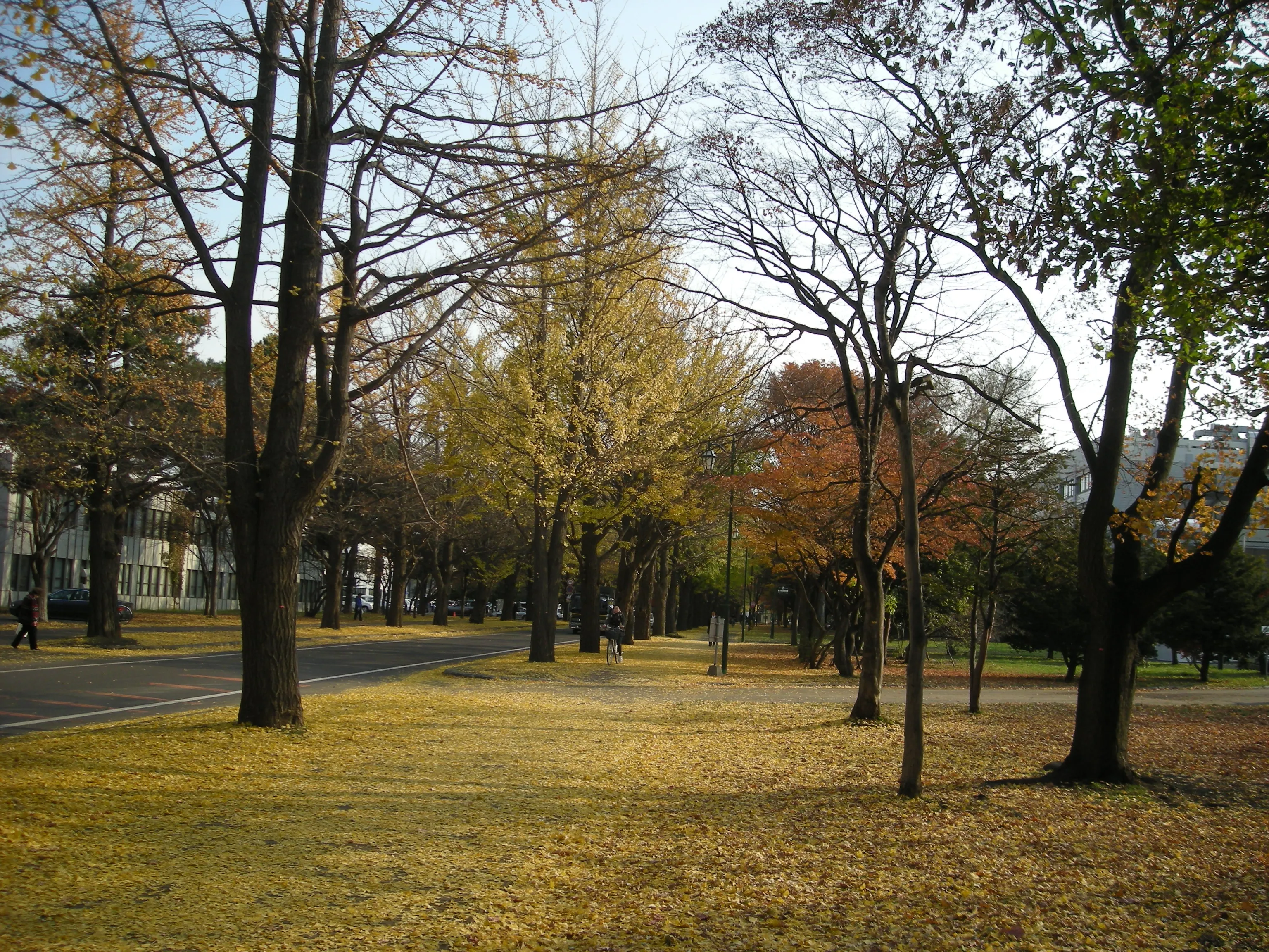 Yellow ginkgo leaves carpeting the road and trees along the ginkgo avenue at Hokkaido University in November